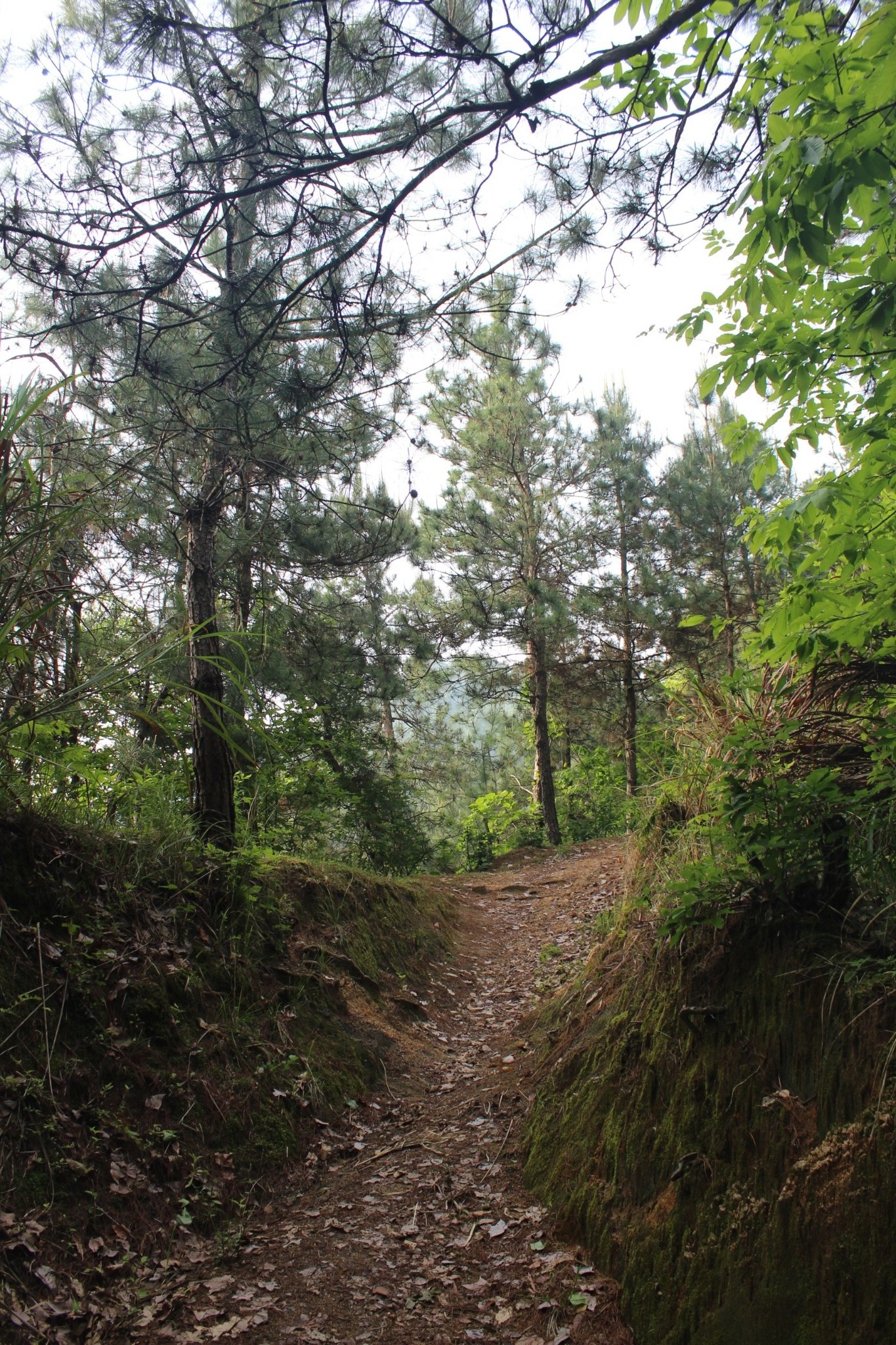 英山羊角尖山客游之一百五十七