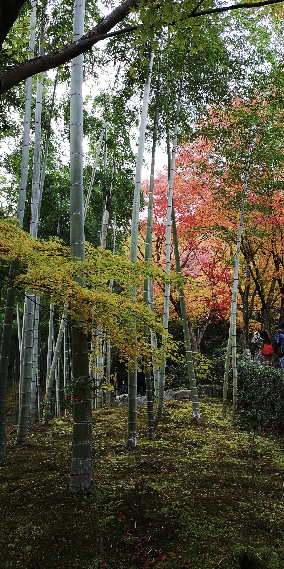 京都自助遊攻略