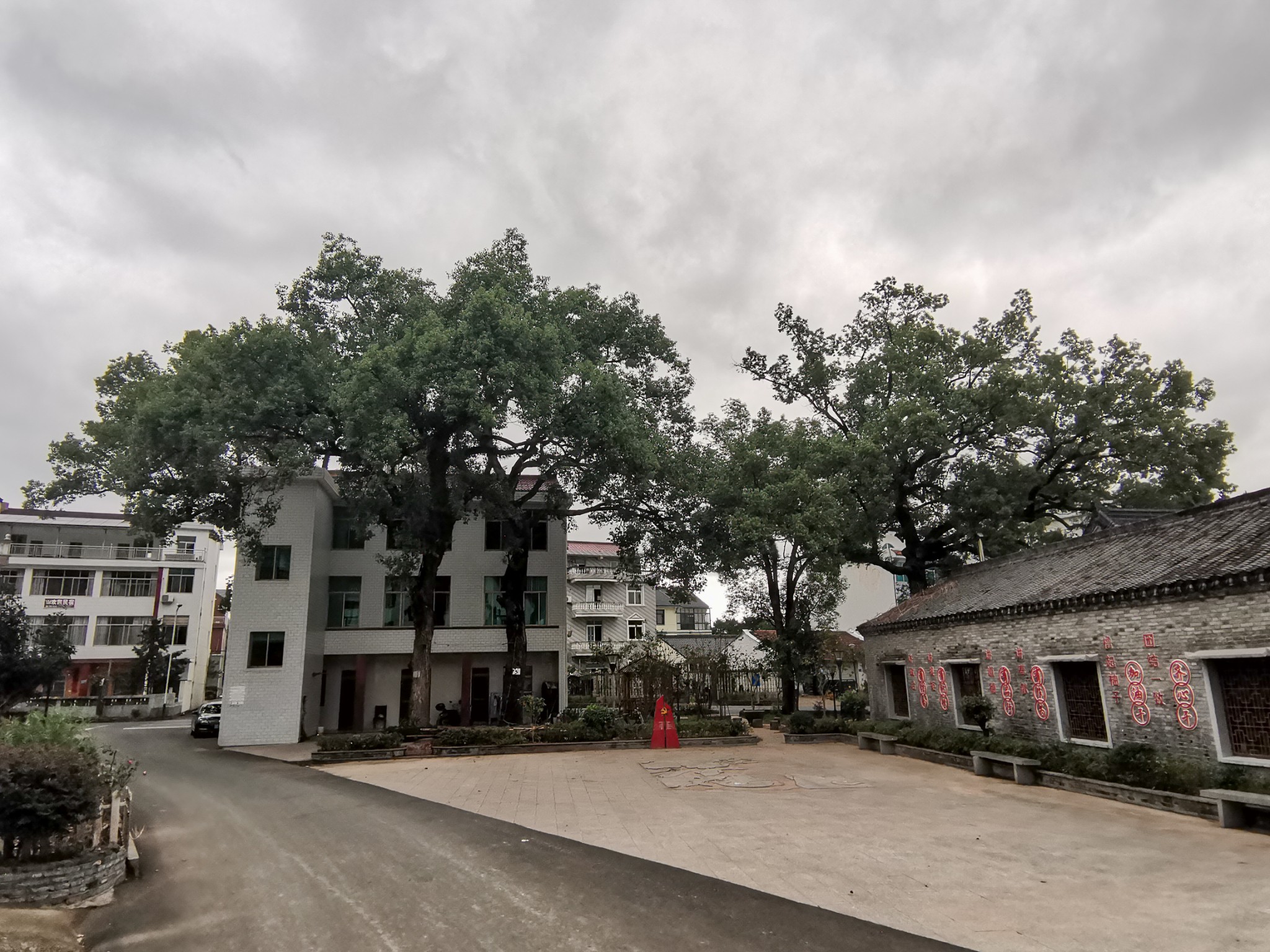 古树寻踪 内含地图定位 (浙江台州市天台县街头镇山头下村)