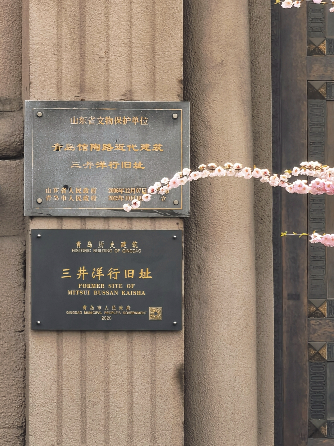 【青岛春日暴走日志】四天三夜：💨吹成海带的我们，与樱花撞个满怀🌸插图363