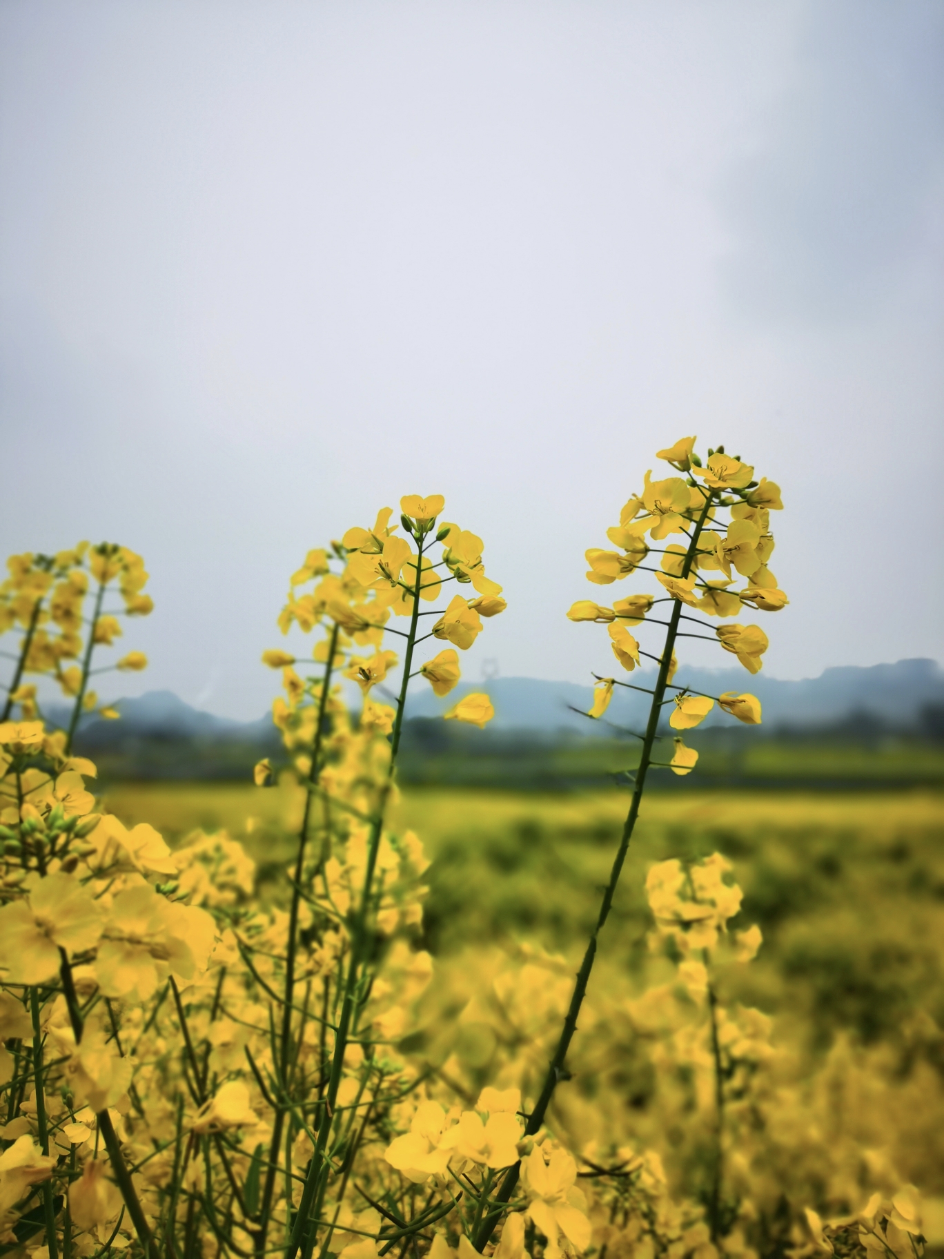 两河村油菜花图片