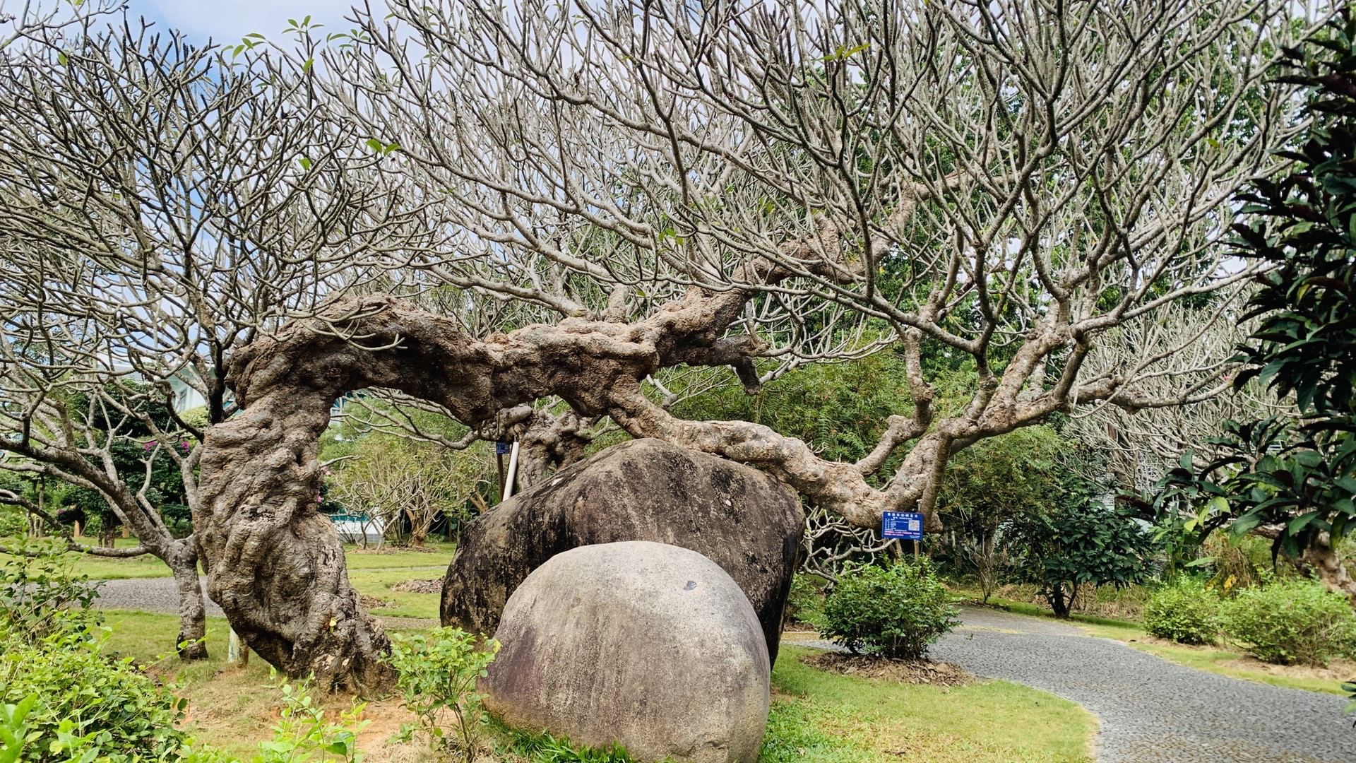 西雙版納自助遊攻略