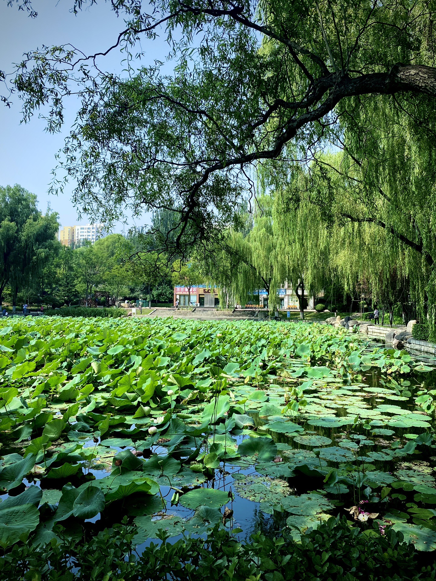 太原玉门河公园