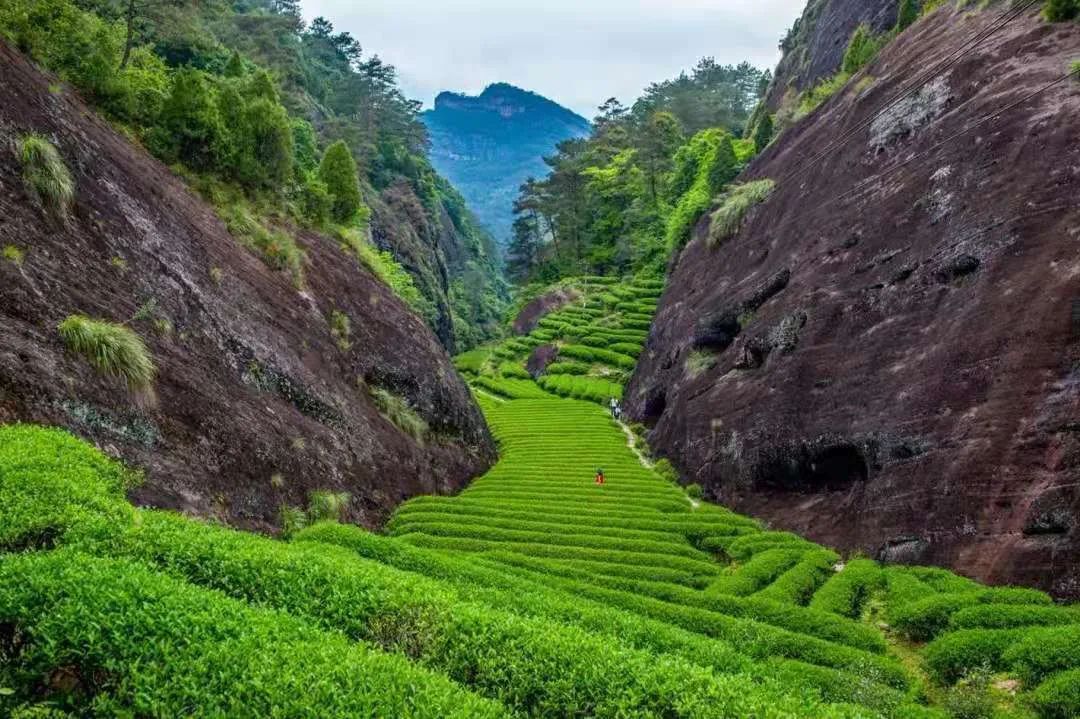 制茶季〡读懂制茶,才能读懂武夷岩茶_游记
