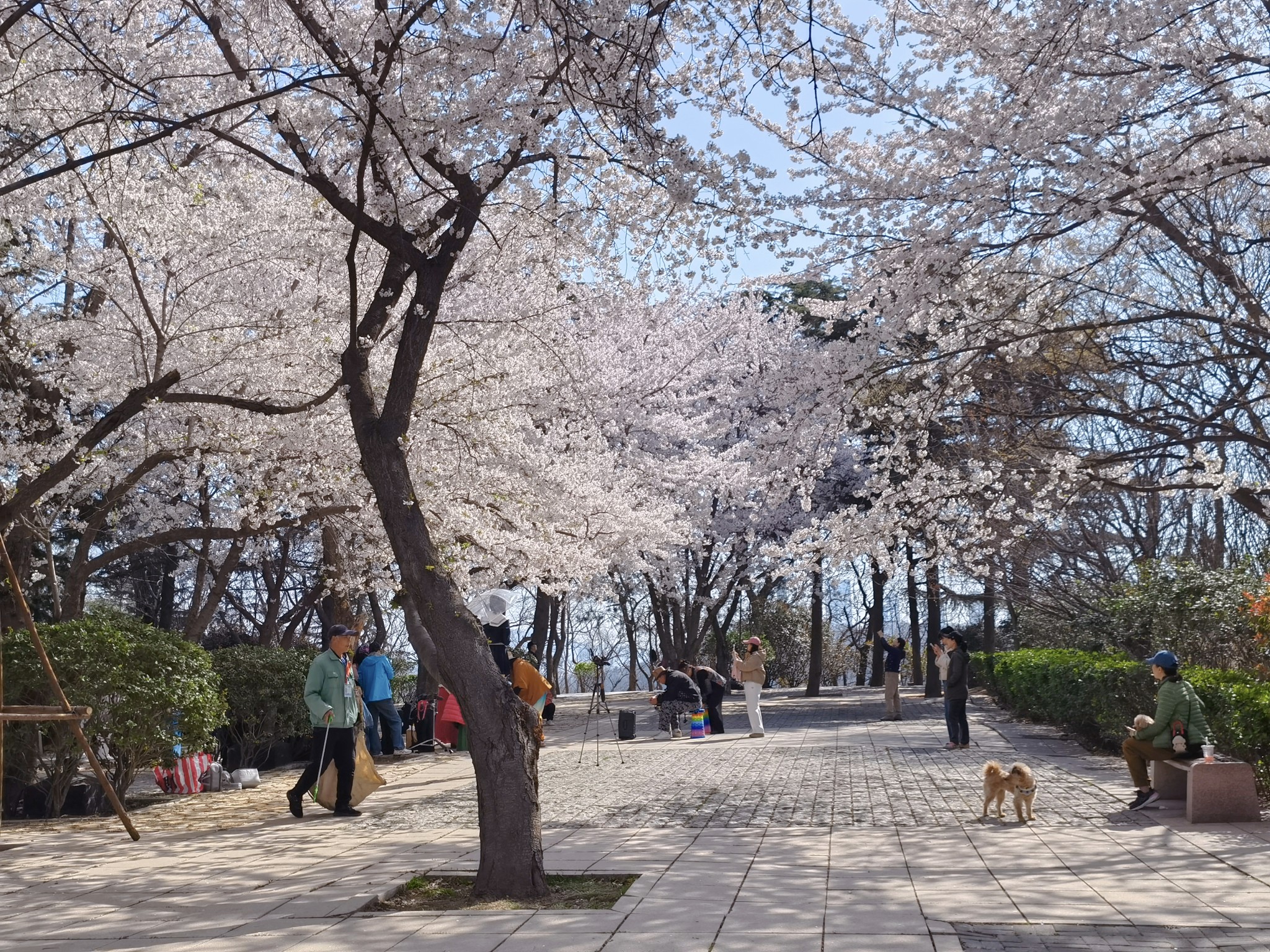 【青岛春日暴走日志】四天三夜：💨吹成海带的我们，与樱花撞个满怀🌸插图179