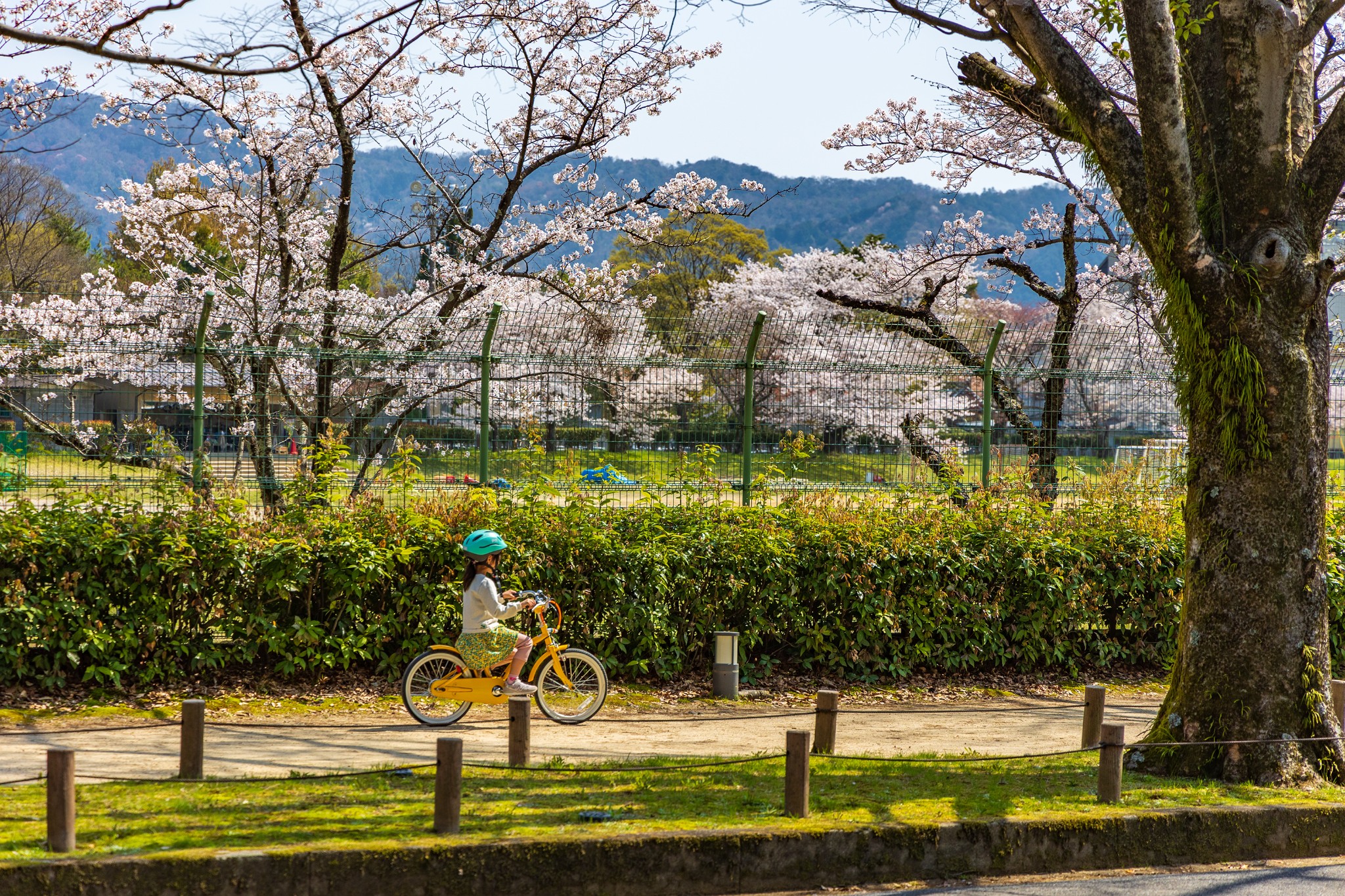 京都自助遊攻略