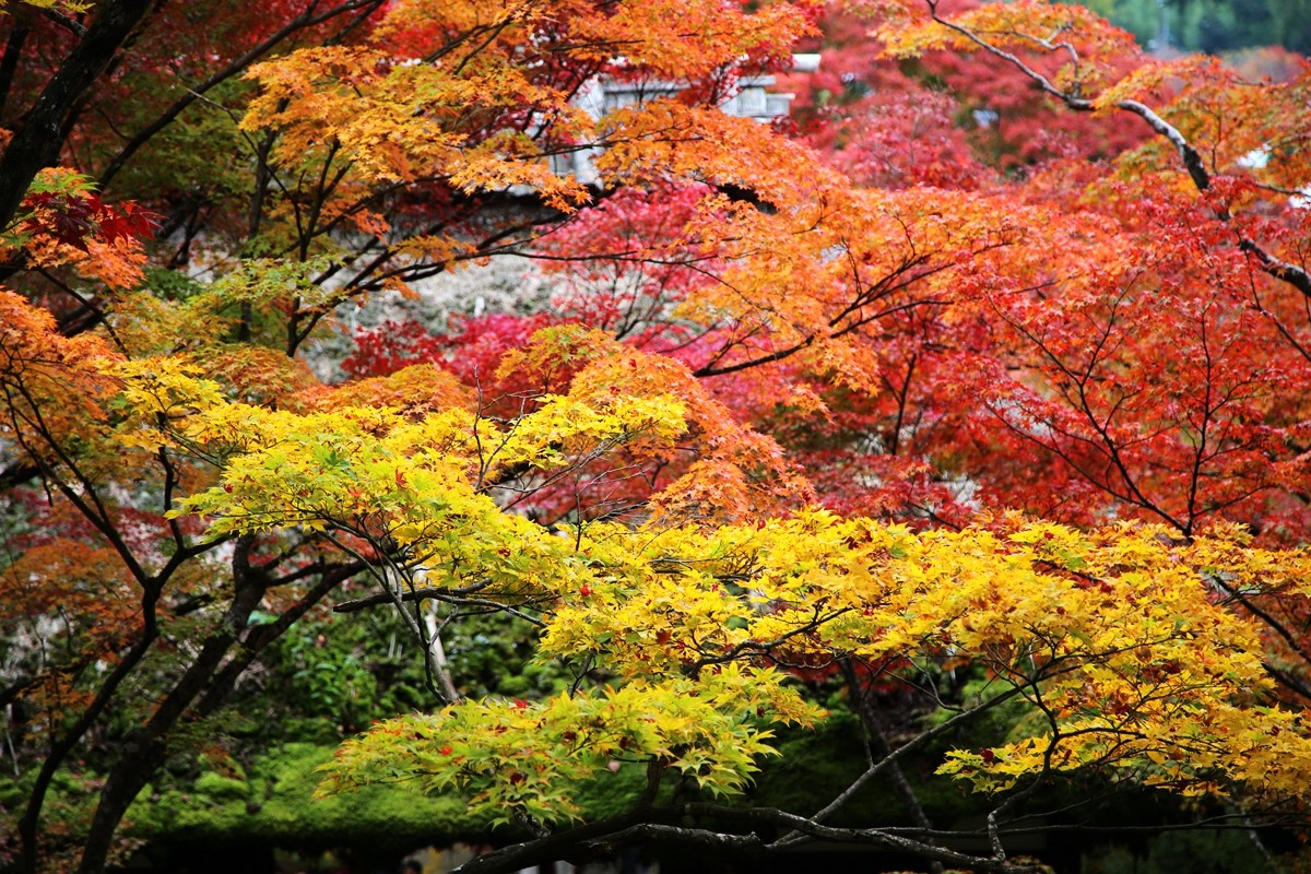 京都自助遊攻略