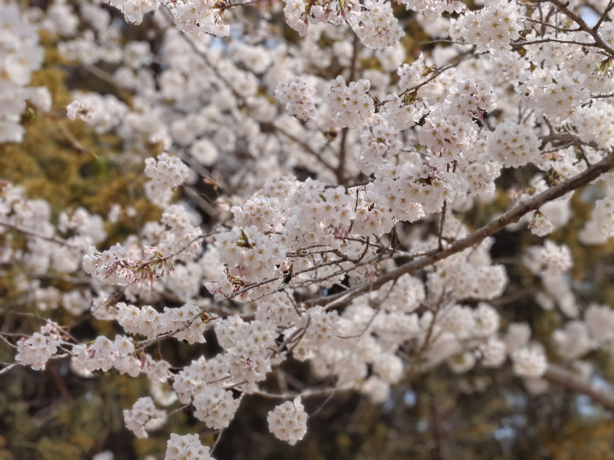 【青岛春日暴走日志】四天三夜：💨吹成海带的我们，与樱花撞个满怀🌸插图328