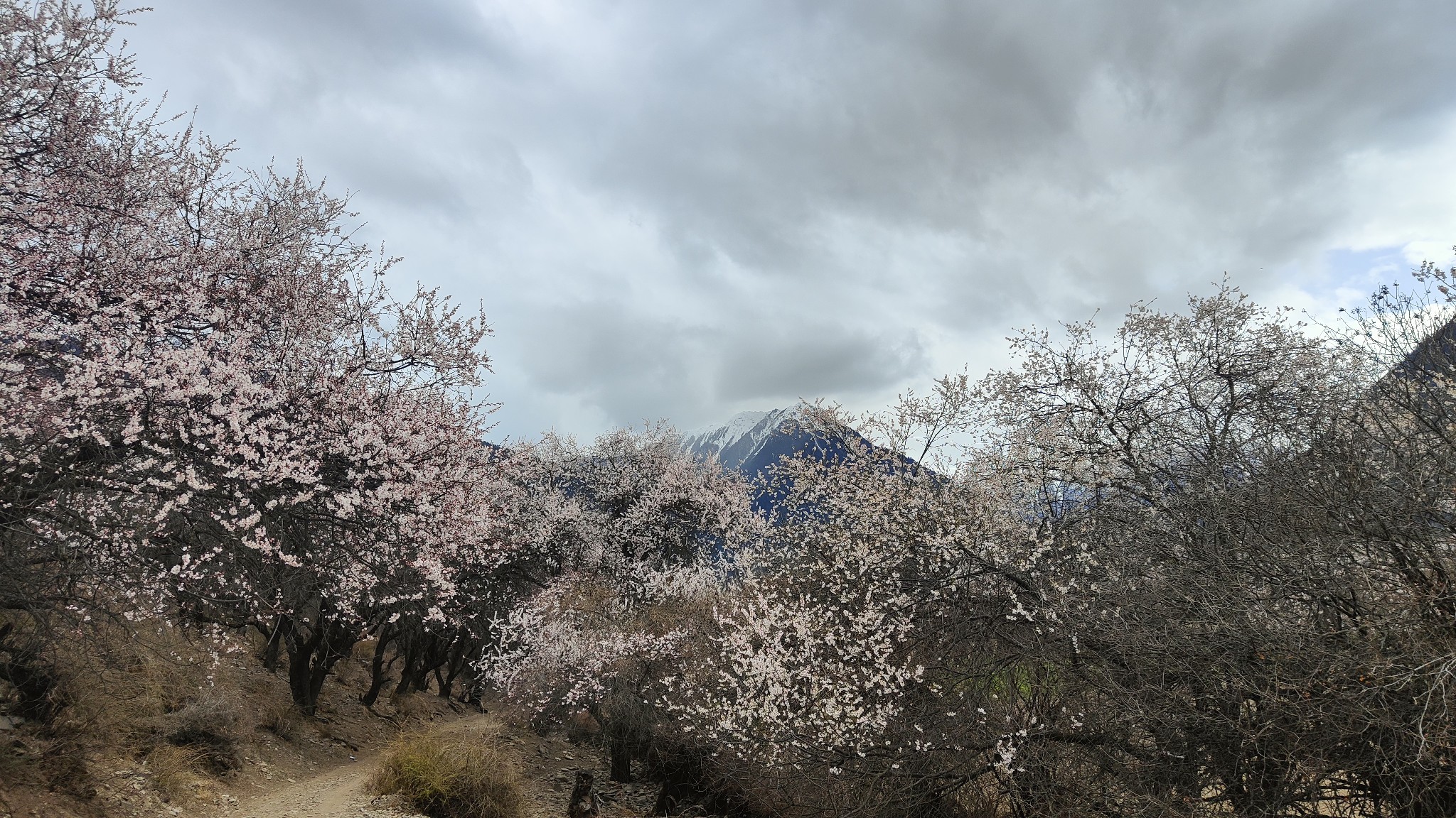 林芝自助遊攻略