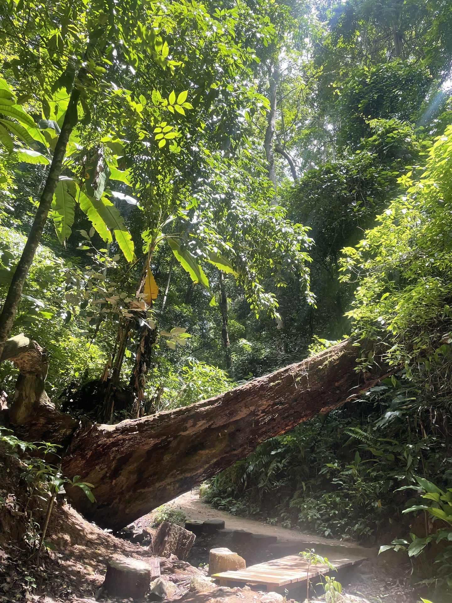 西双版纳原始森林