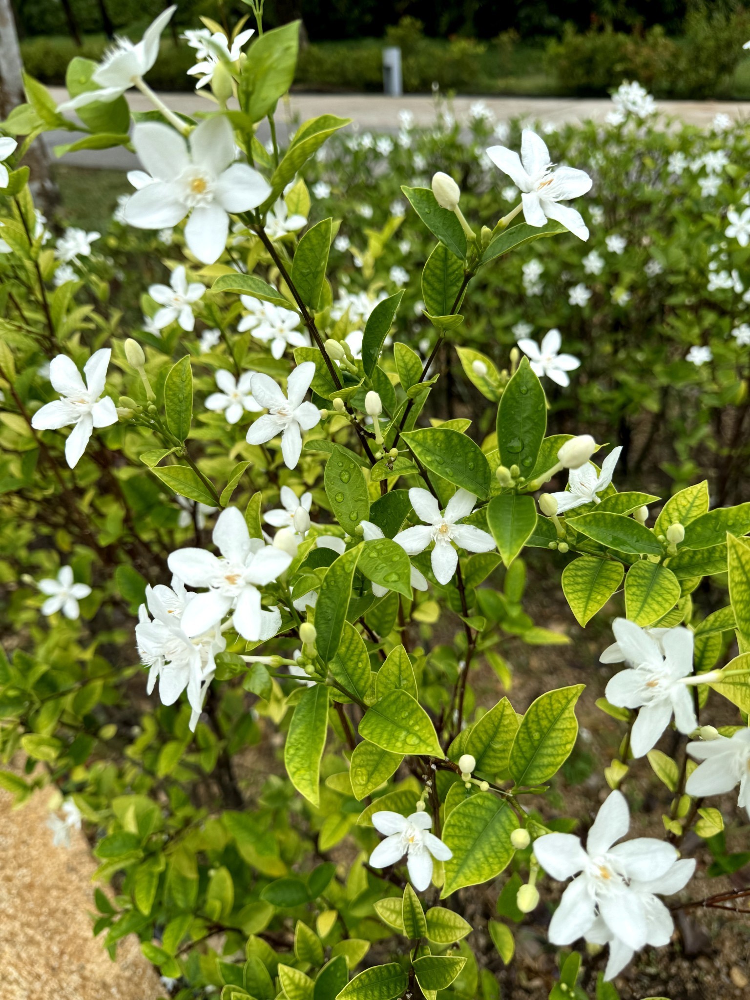 蘇梅島自助遊攻略