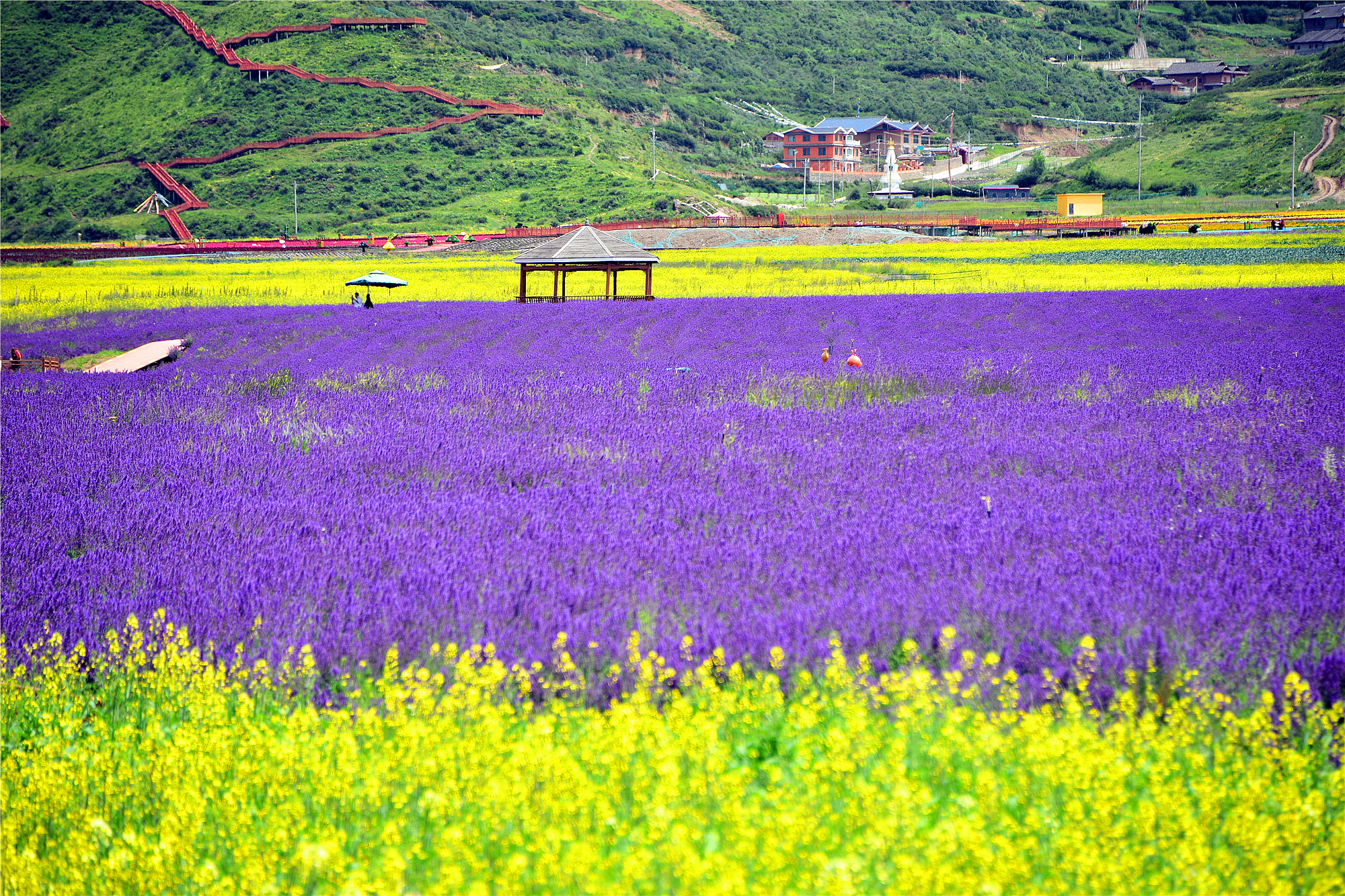 川西避暑(五):松潘紫色薰衣草园
