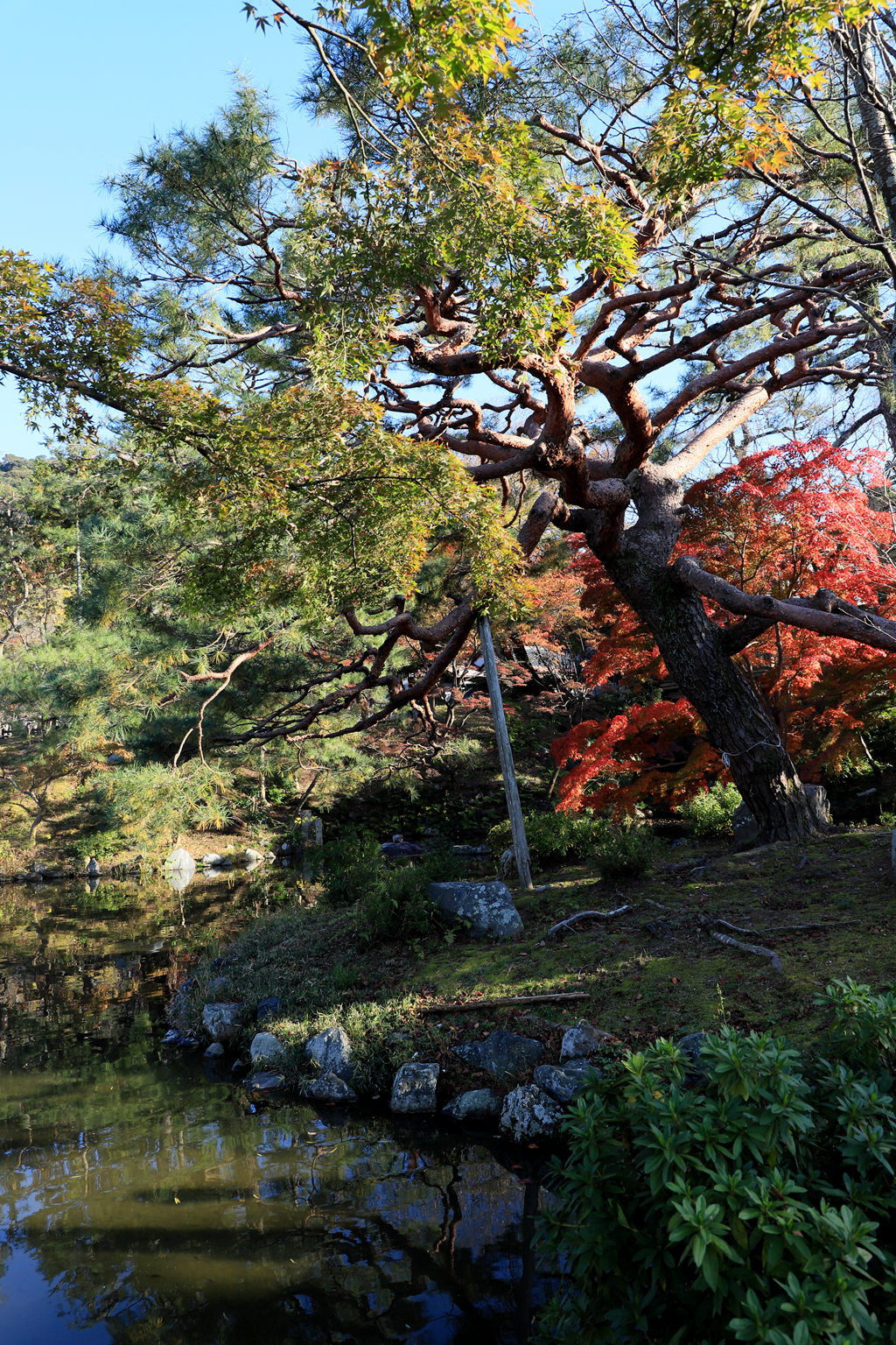 京都圆山公园图片