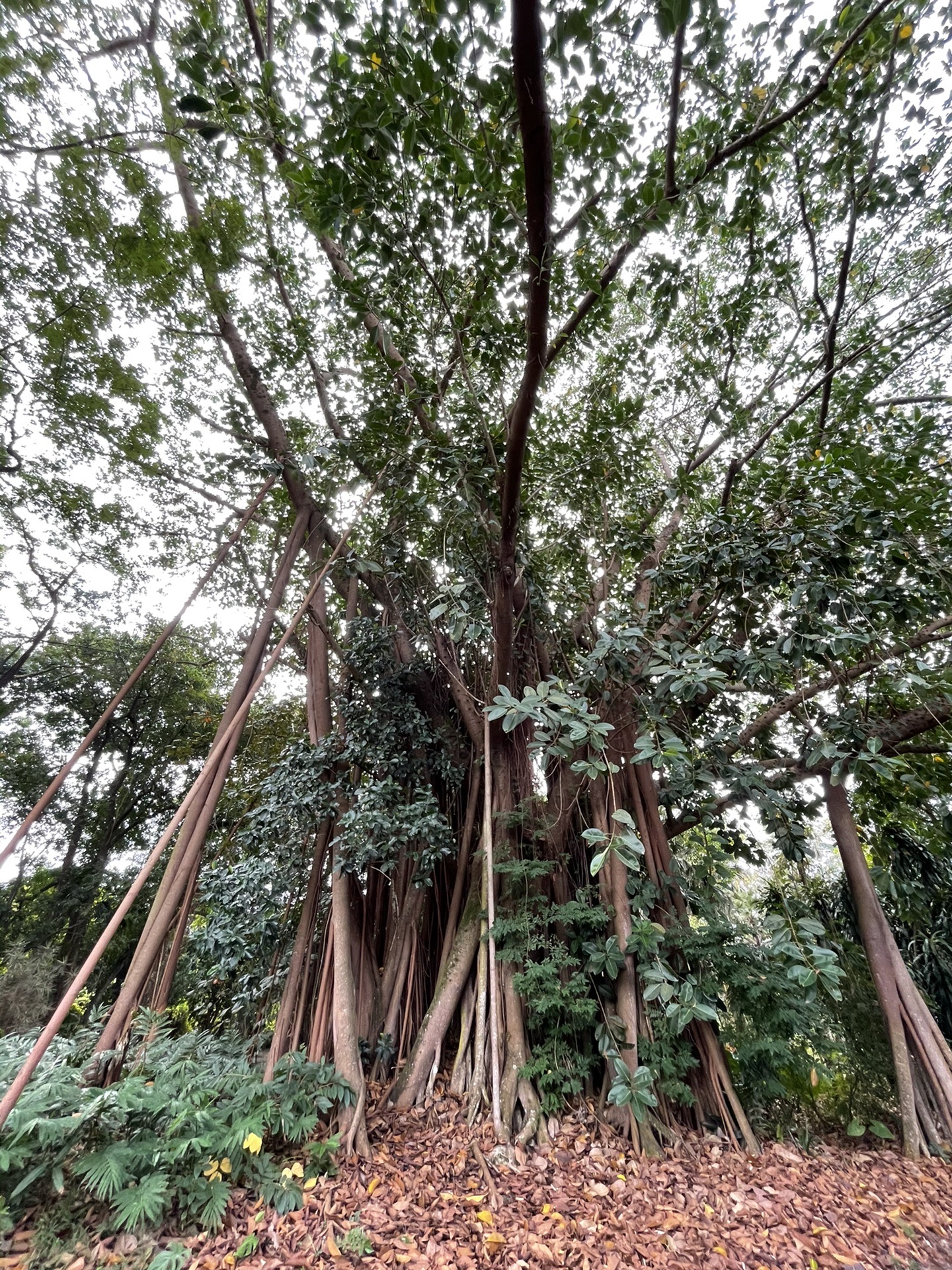 西雙版納自助遊攻略