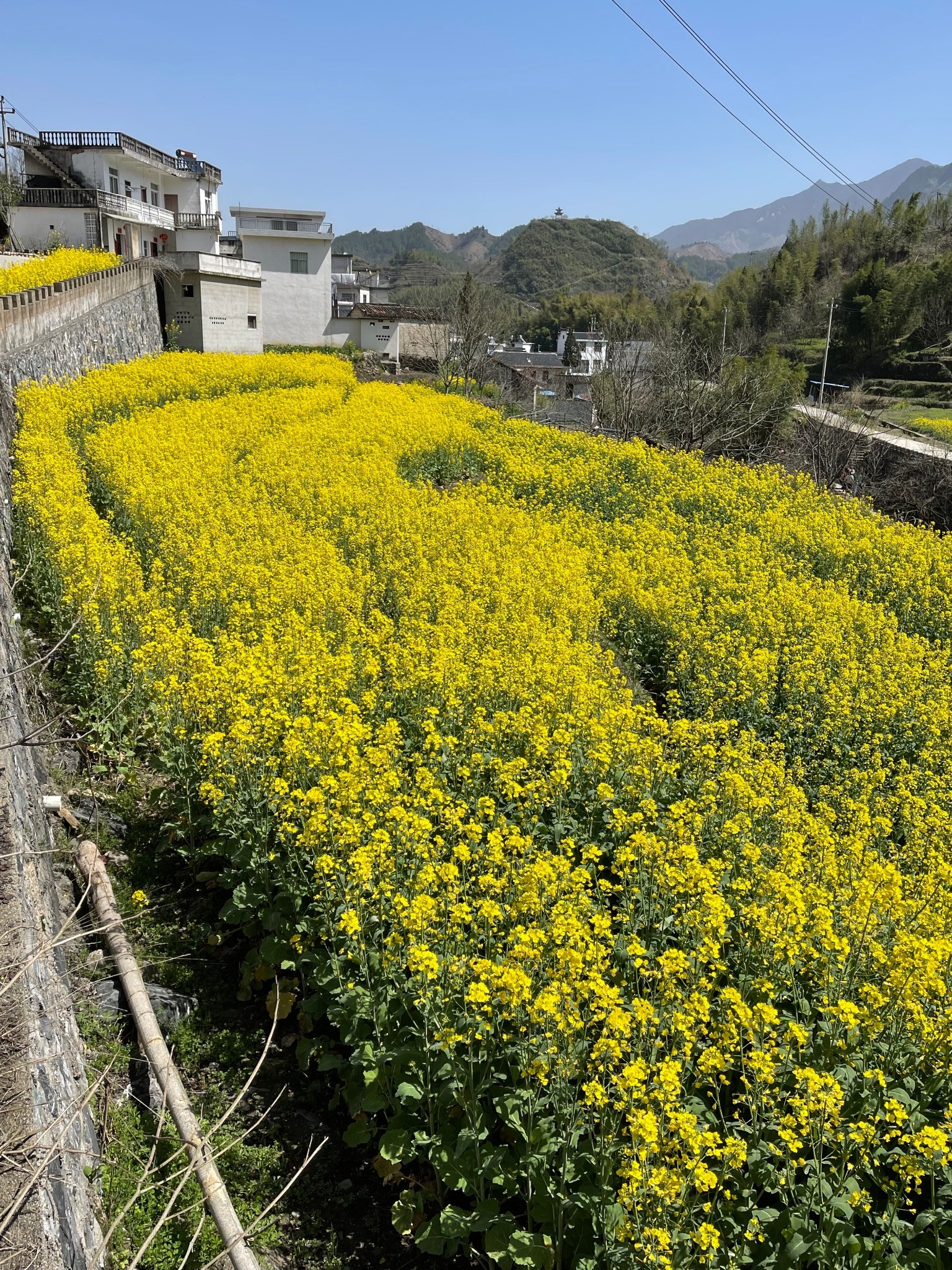 安徽绩溪县家朋乡梯田油菜花,安徽旅游攻略 - 马蜂窝