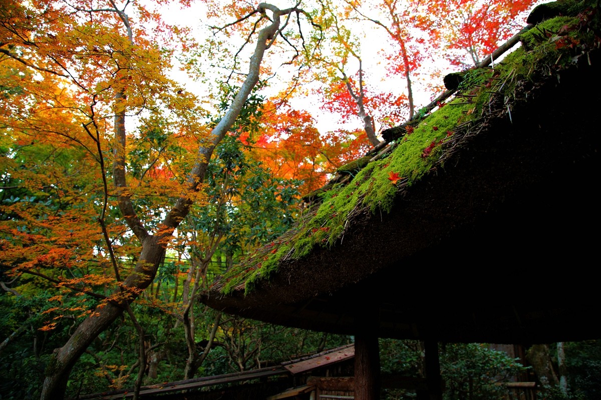 京都自助遊攻略