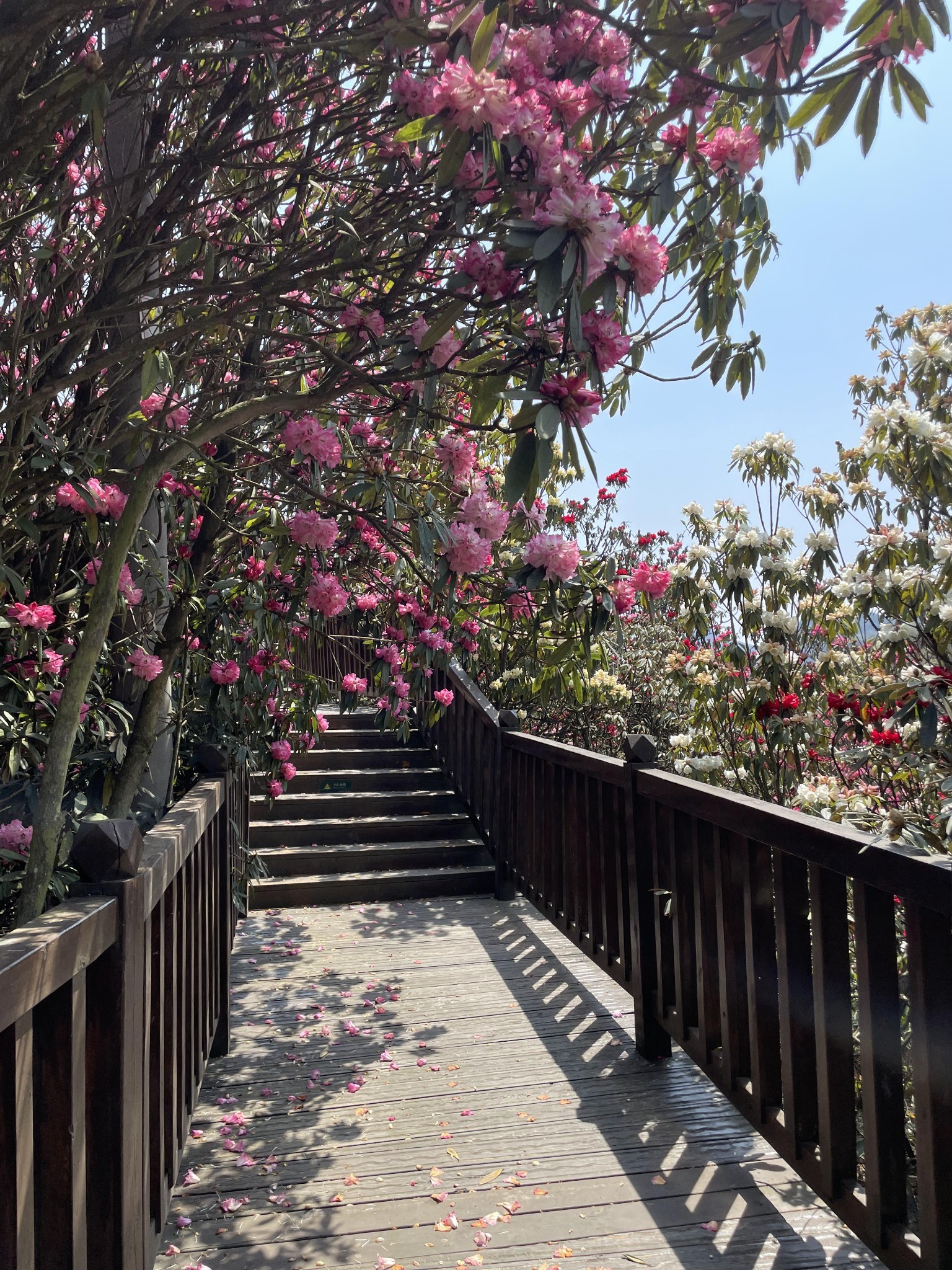 毕节百里杜鹃之普底景区