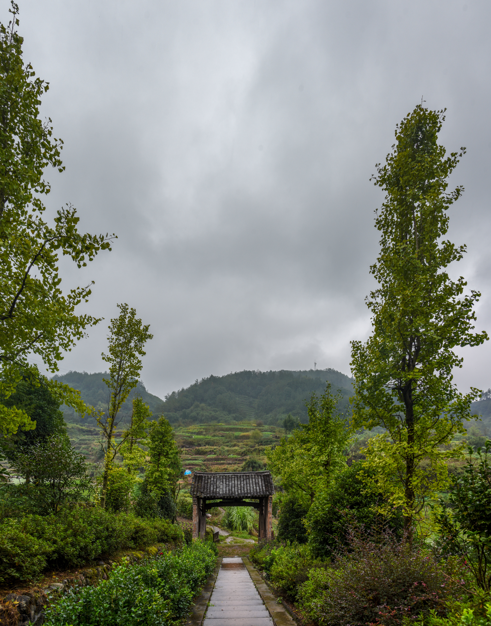 白茅村图片