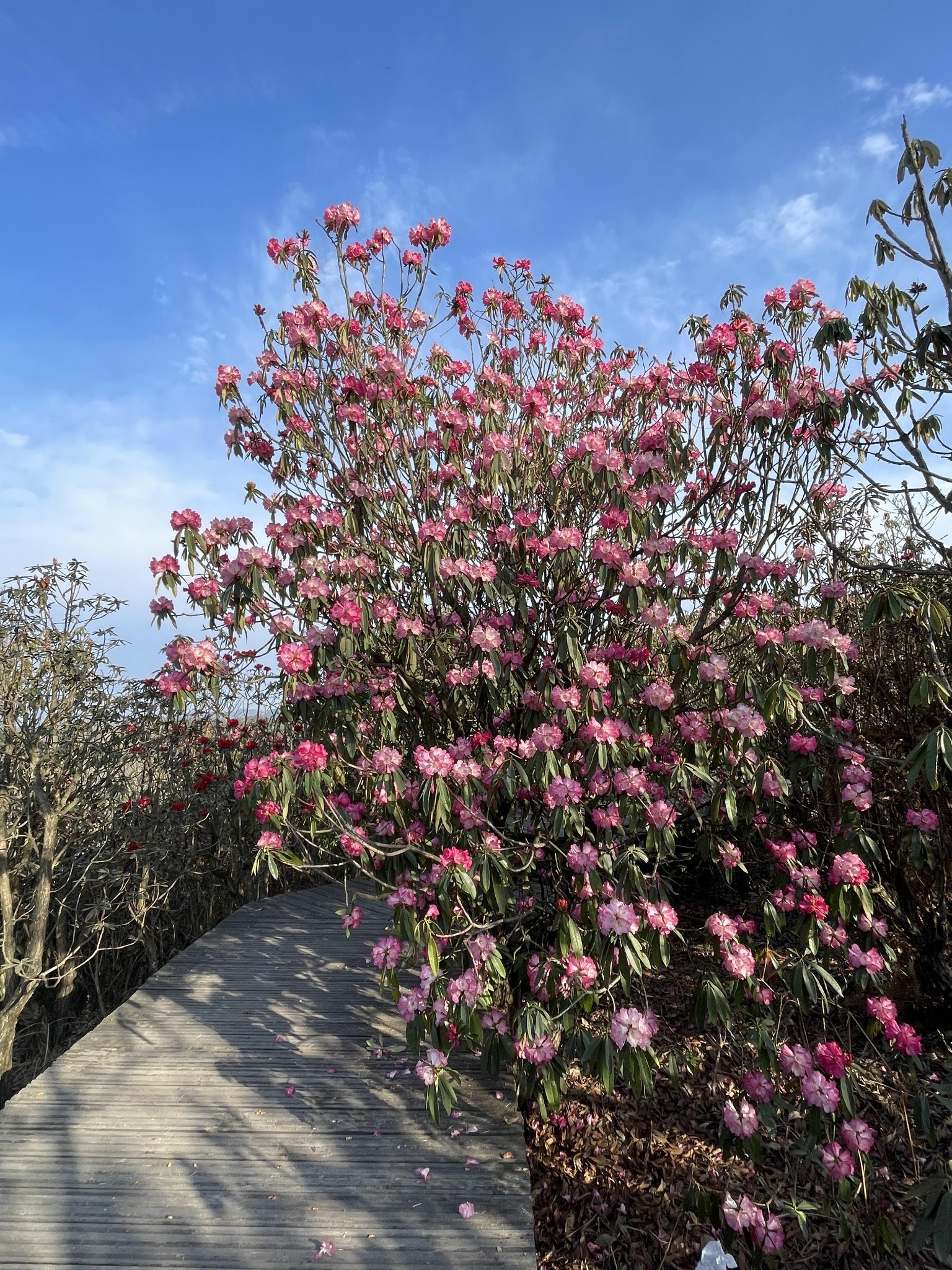 毕节百里杜鹃之普底景区