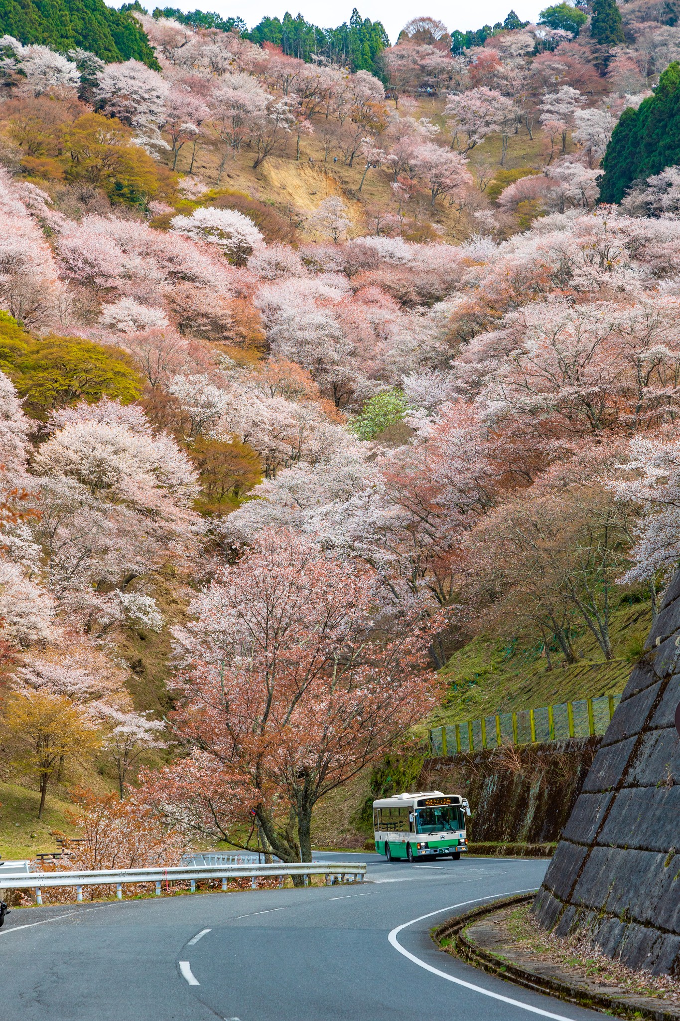 京都自助遊攻略