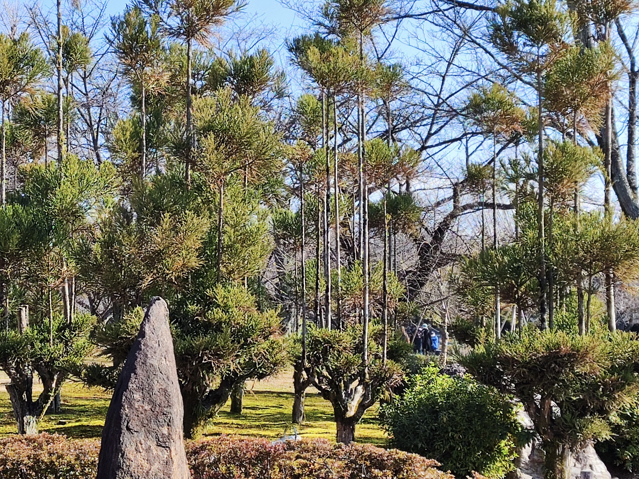 京都自助遊攻略