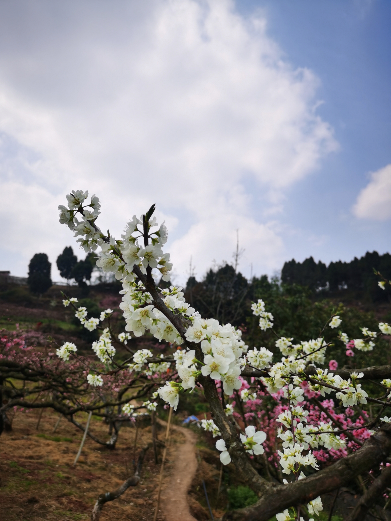 龙泉驿桃花故里门票图片