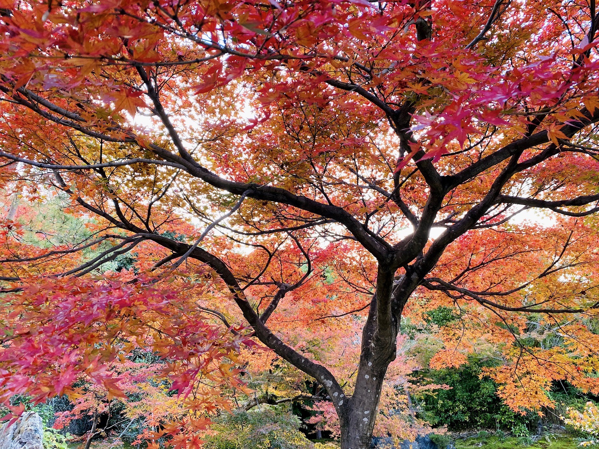 京都自助遊攻略