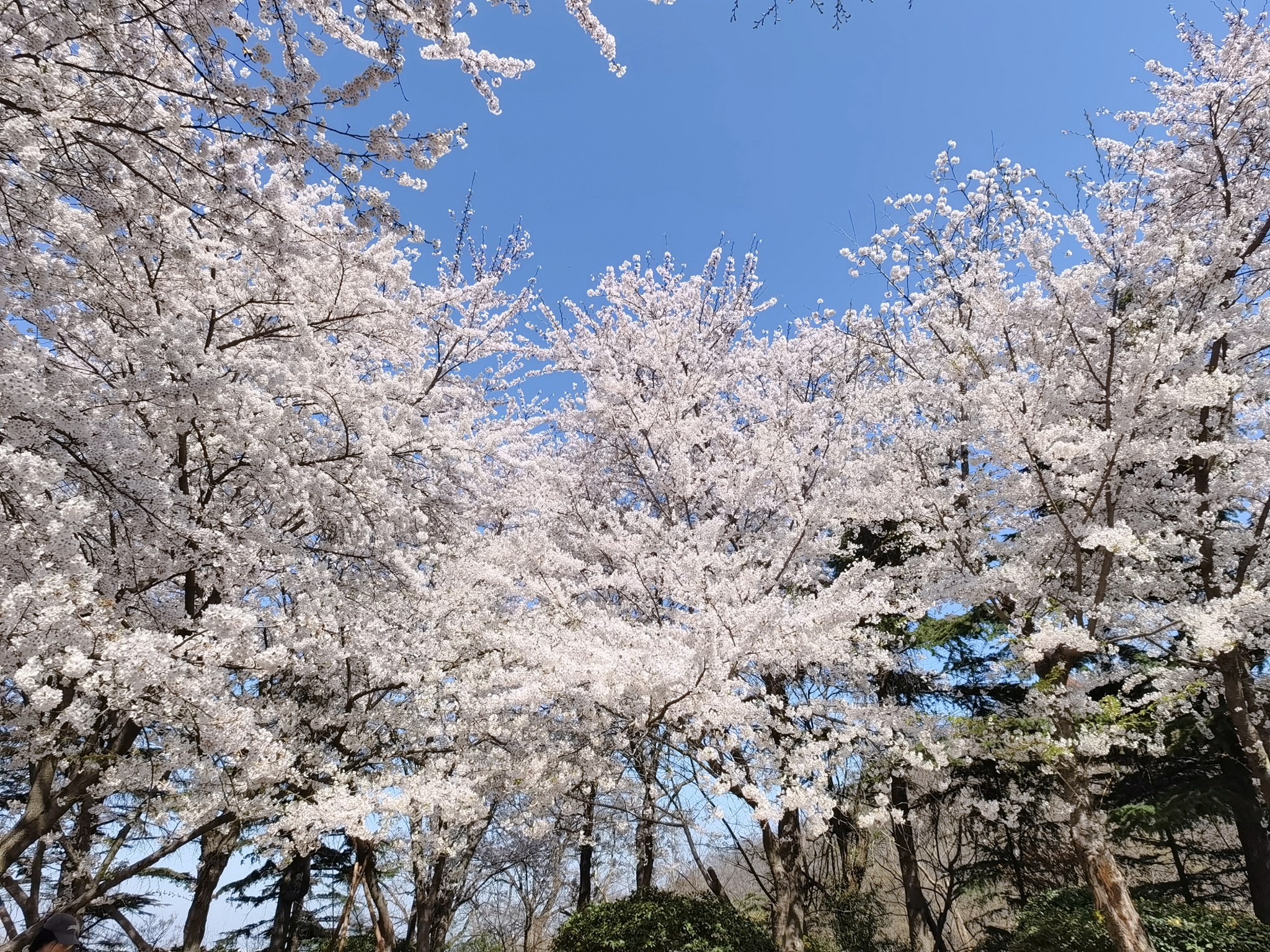 【青岛春日暴走日志】四天三夜：💨吹成海带的我们，与樱花撞个满怀🌸插图191