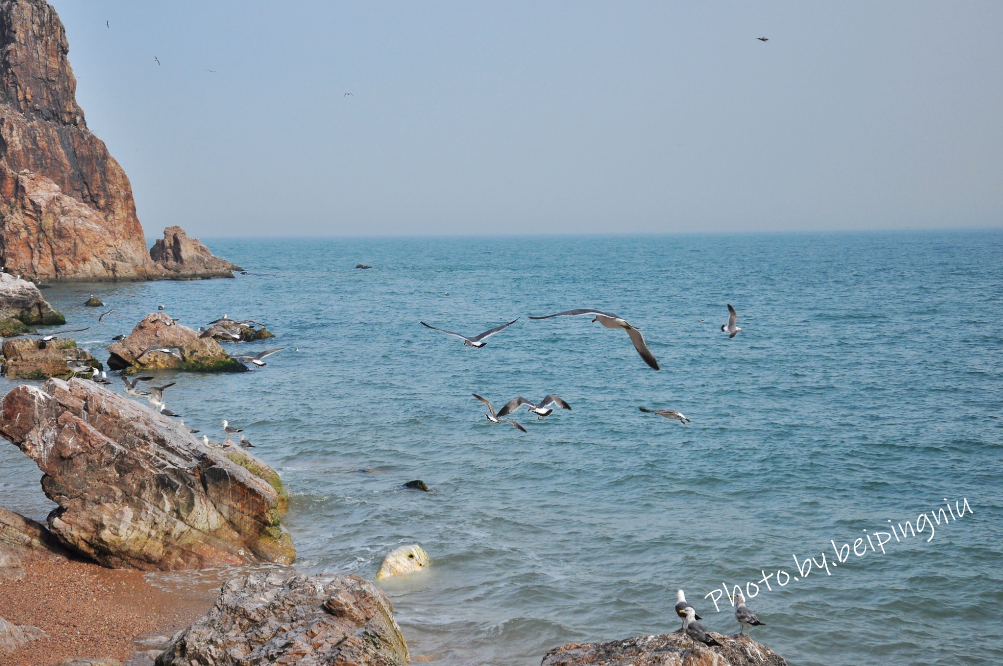 獨行海驢島,觀黑尾鷗幼崽摩天嶺生態旅遊風景區摩天嶺生態旅遊風景區