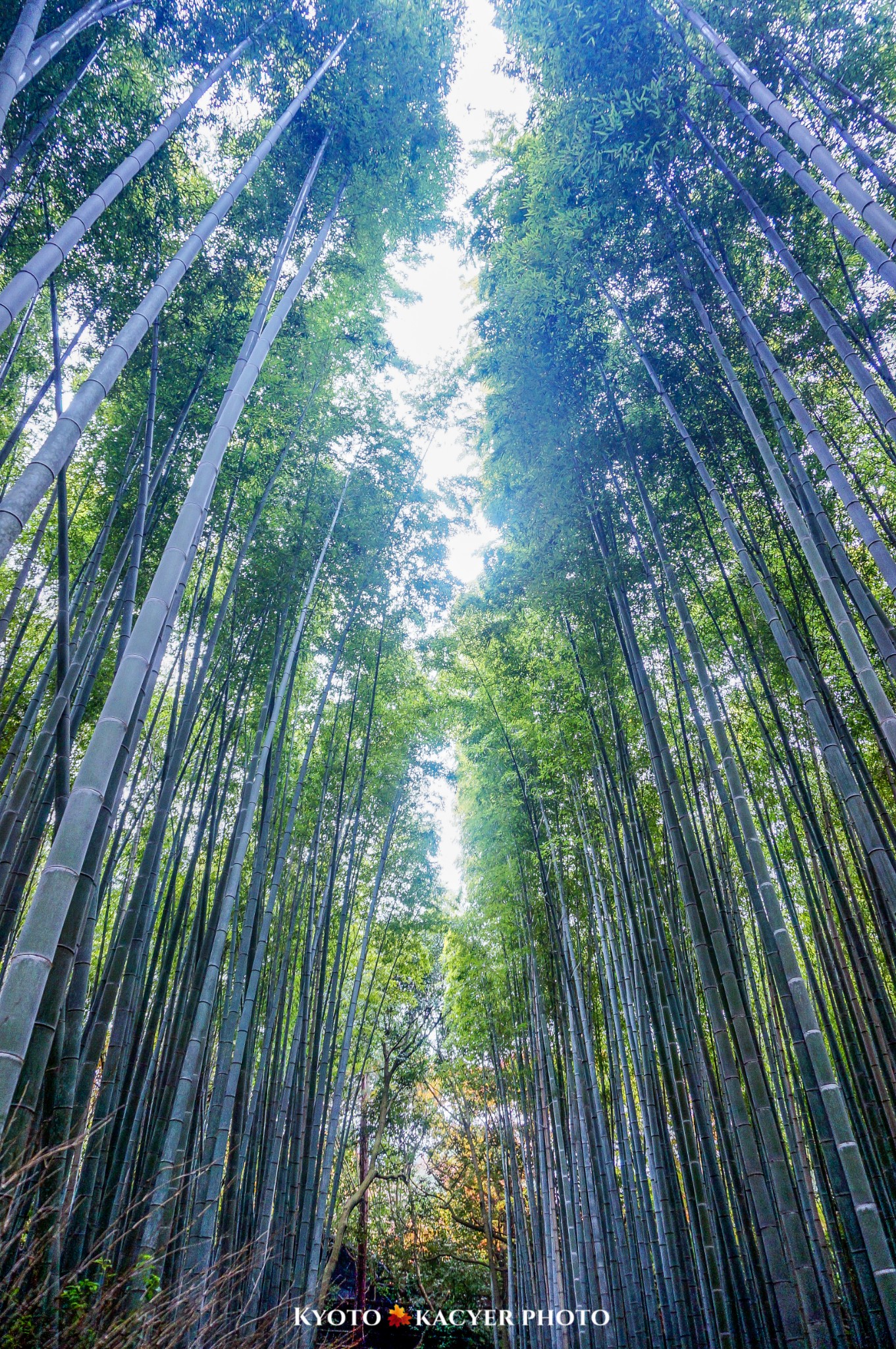 京都自助遊攻略