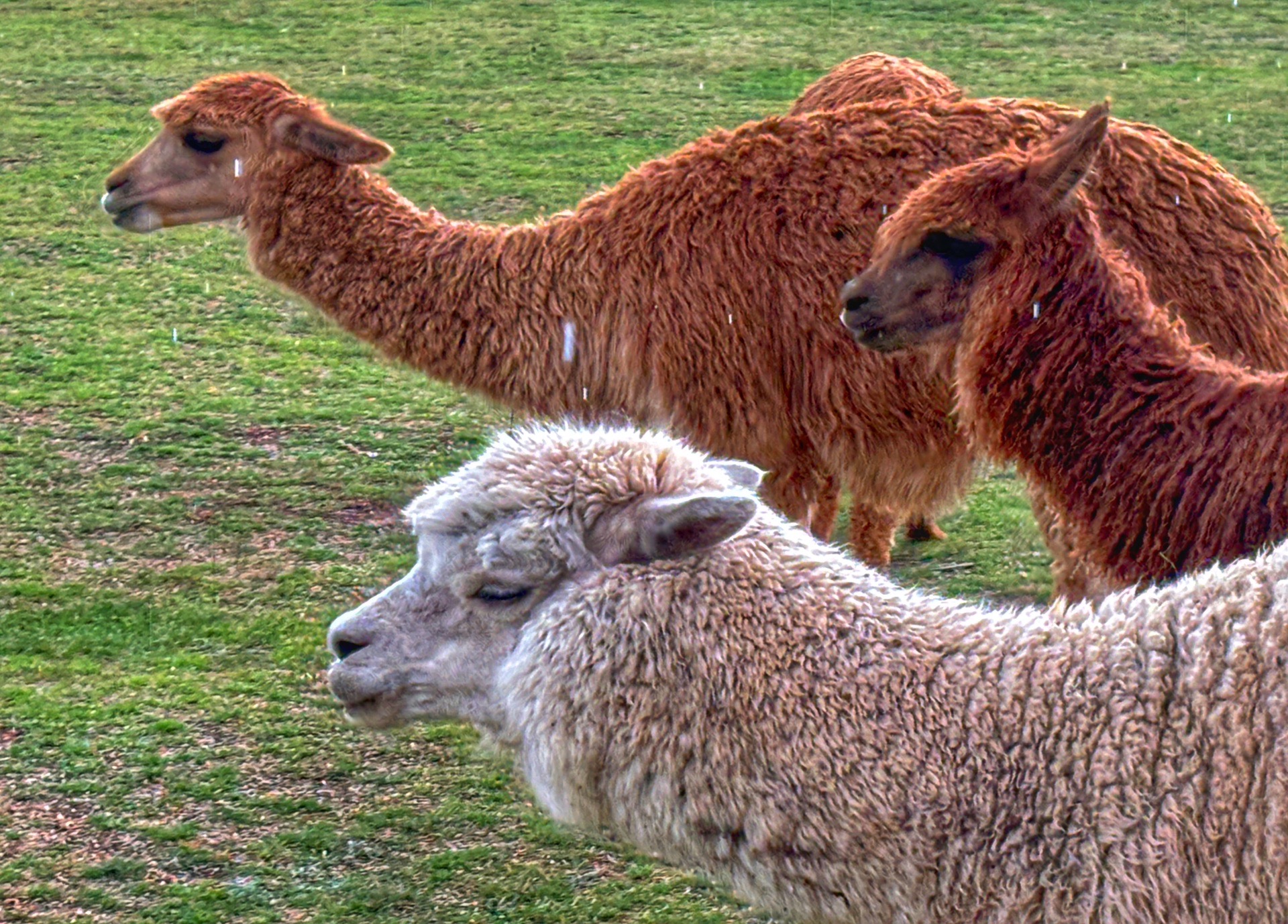 辉煌的废墟,失落之城马丘比丘
