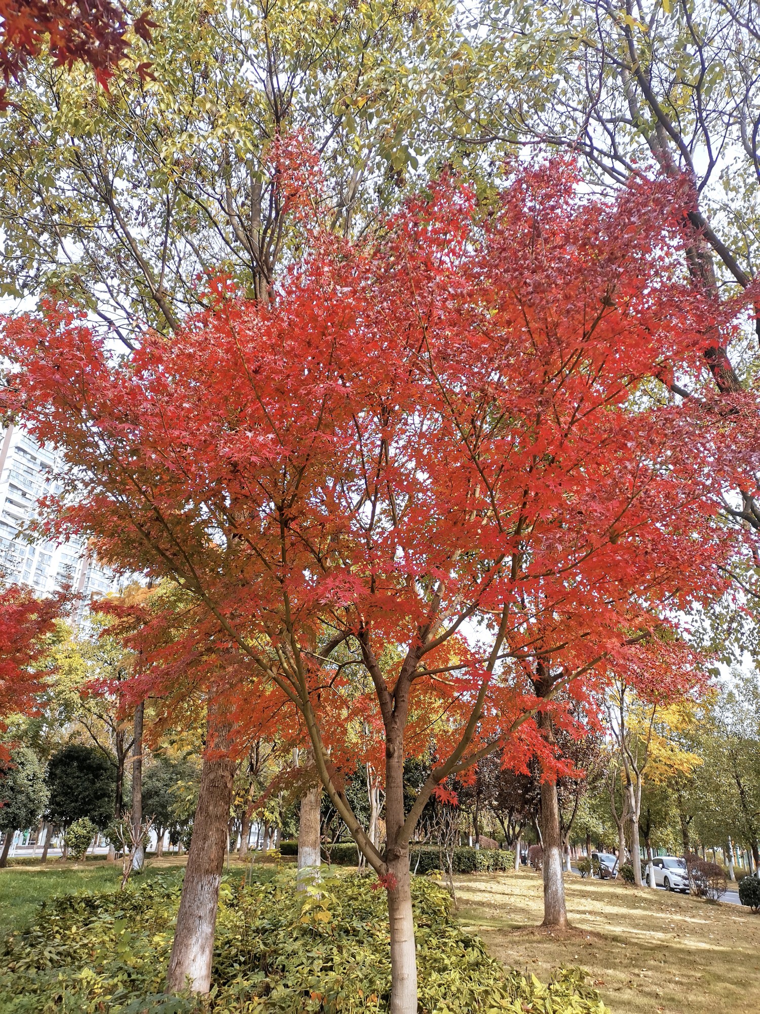 武汉汉江湾体育公园