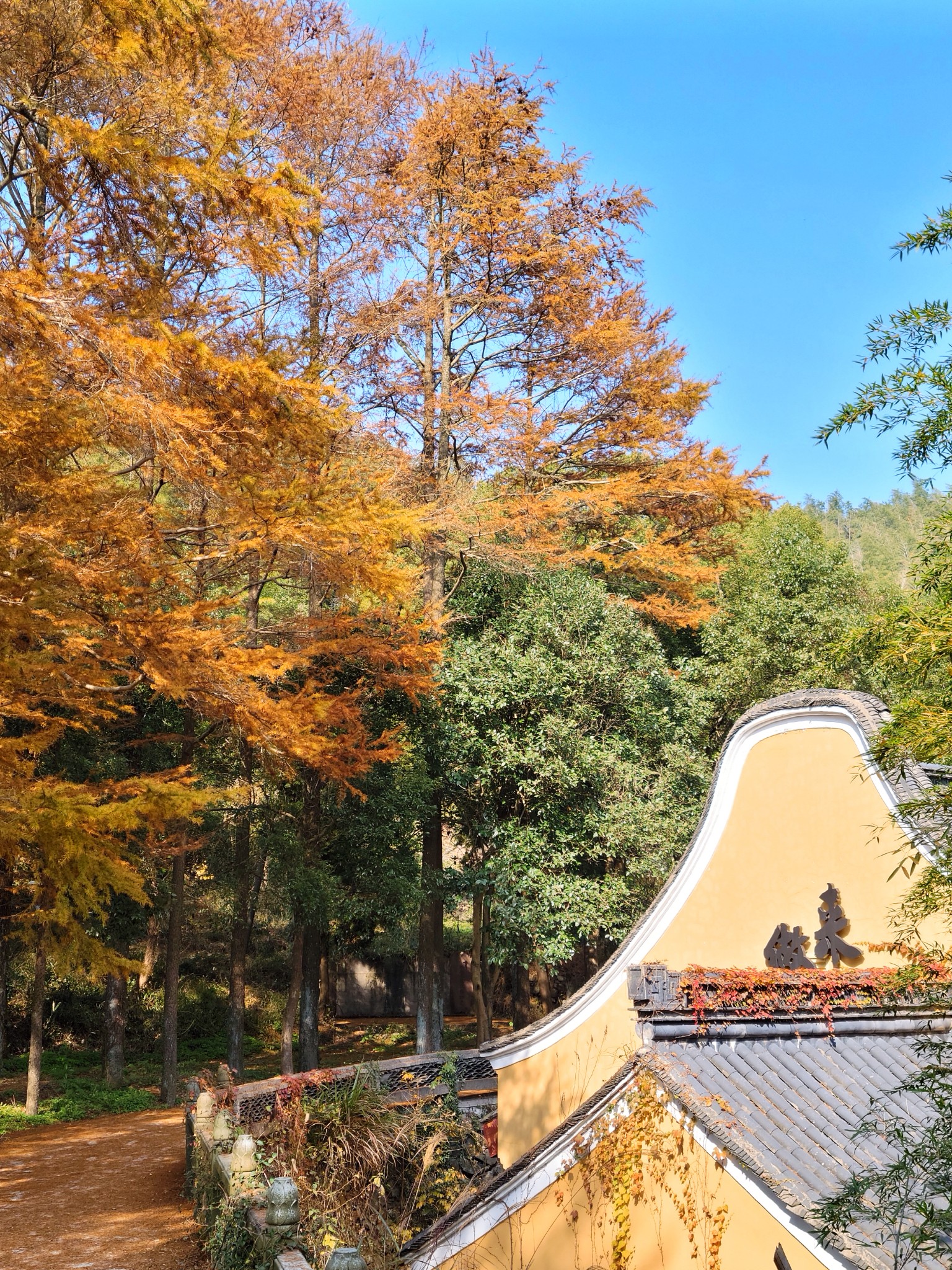 浙江宁波大盘山下弥陀寺,少为人知但历史悠久,是金钱松赏地