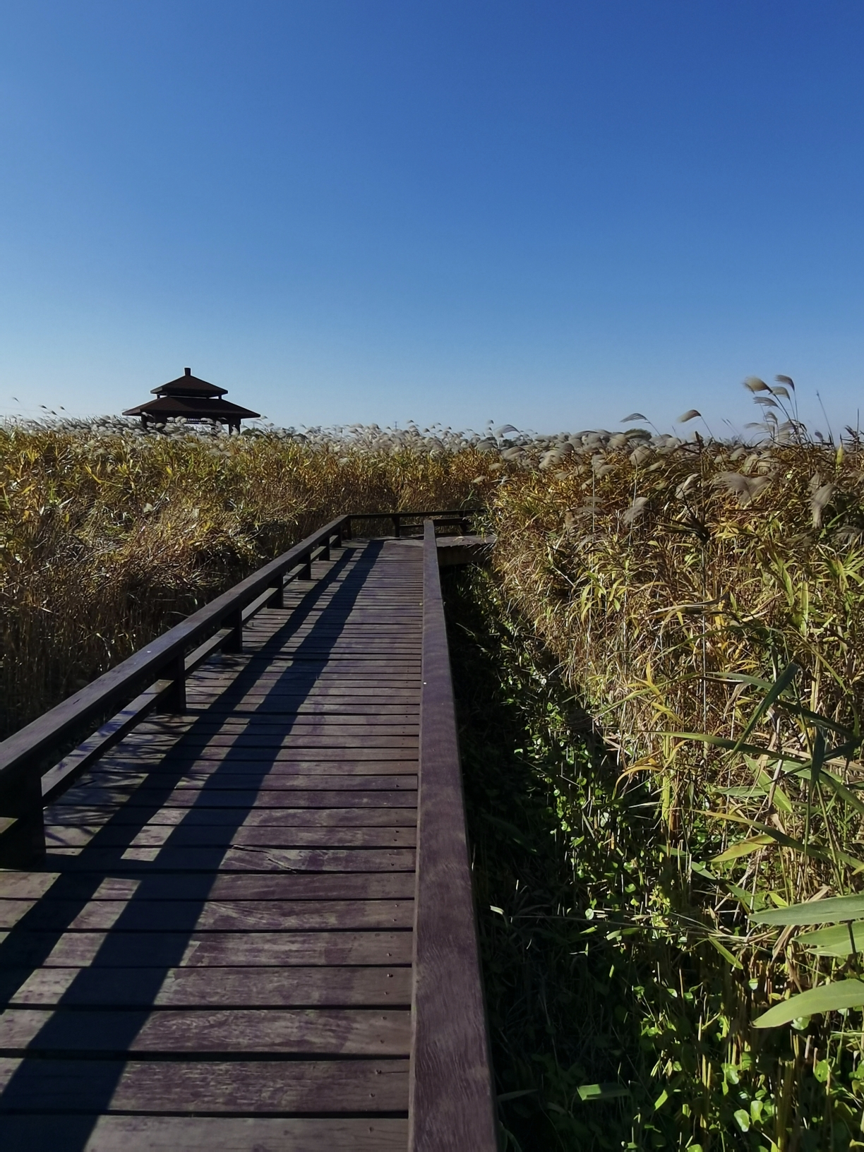 杭州湾湿地公园照片图片