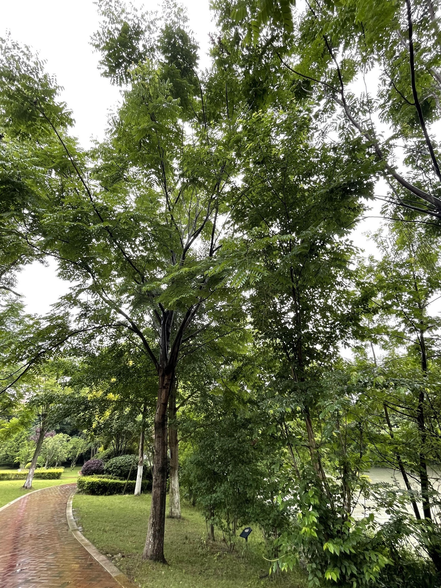 成都市溫江南城綠道江安河段(光華公園—國色天鄉),成都旅遊攻略 - 馬