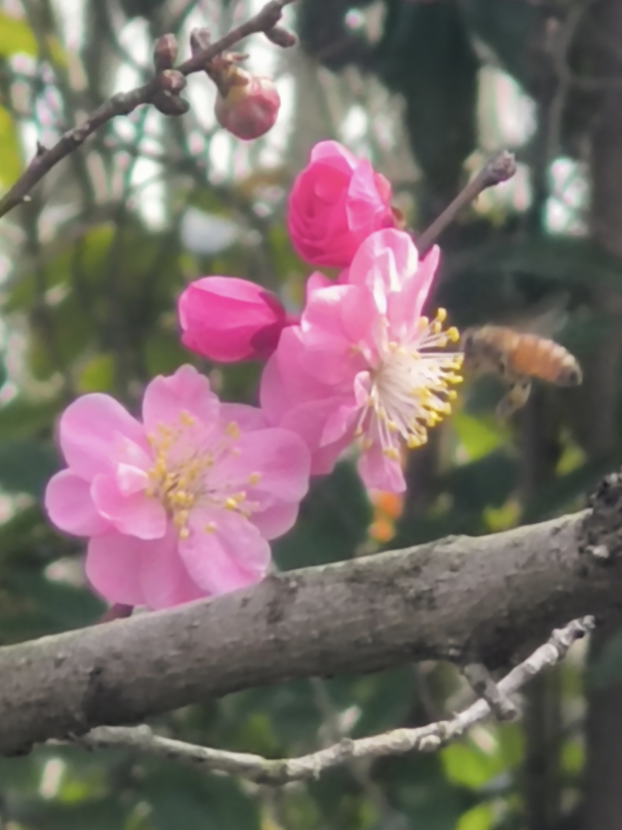 傅家边梅花山图片