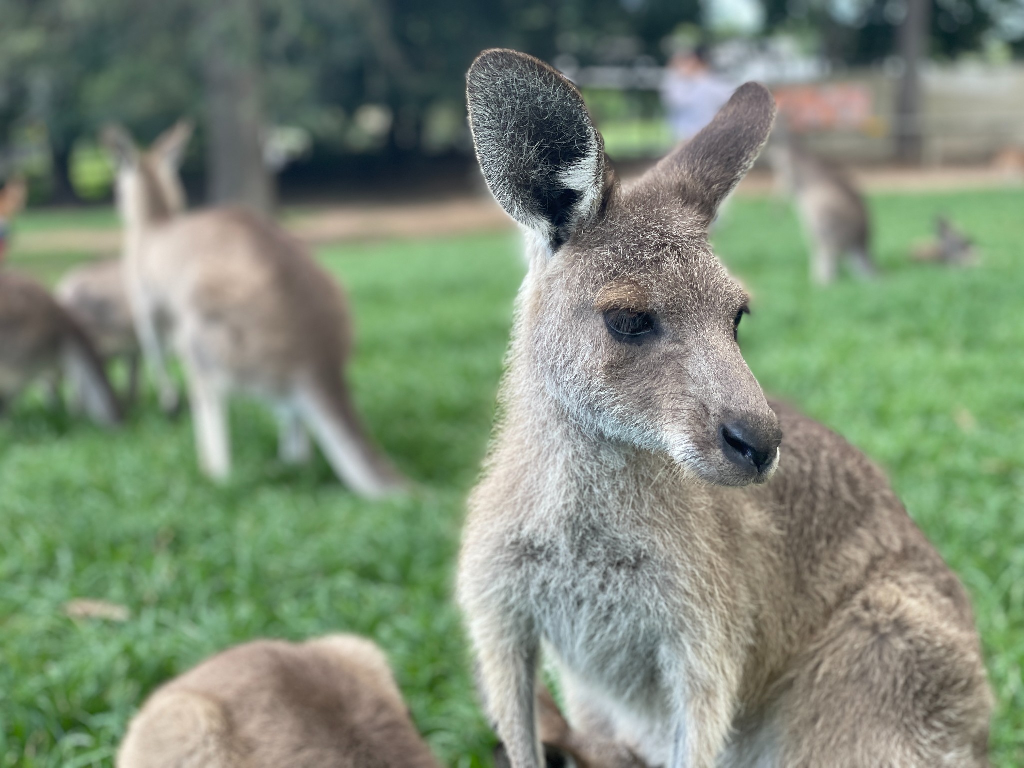 考拉koala写真图片