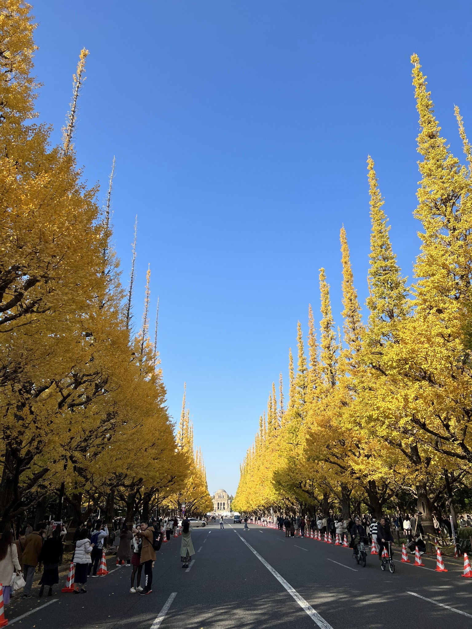 东京散策2023皇居一般公开明治神宫外苑银杏大道新国立美术馆东京塔