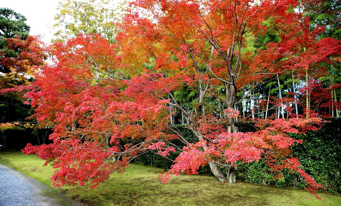 京都自助遊攻略