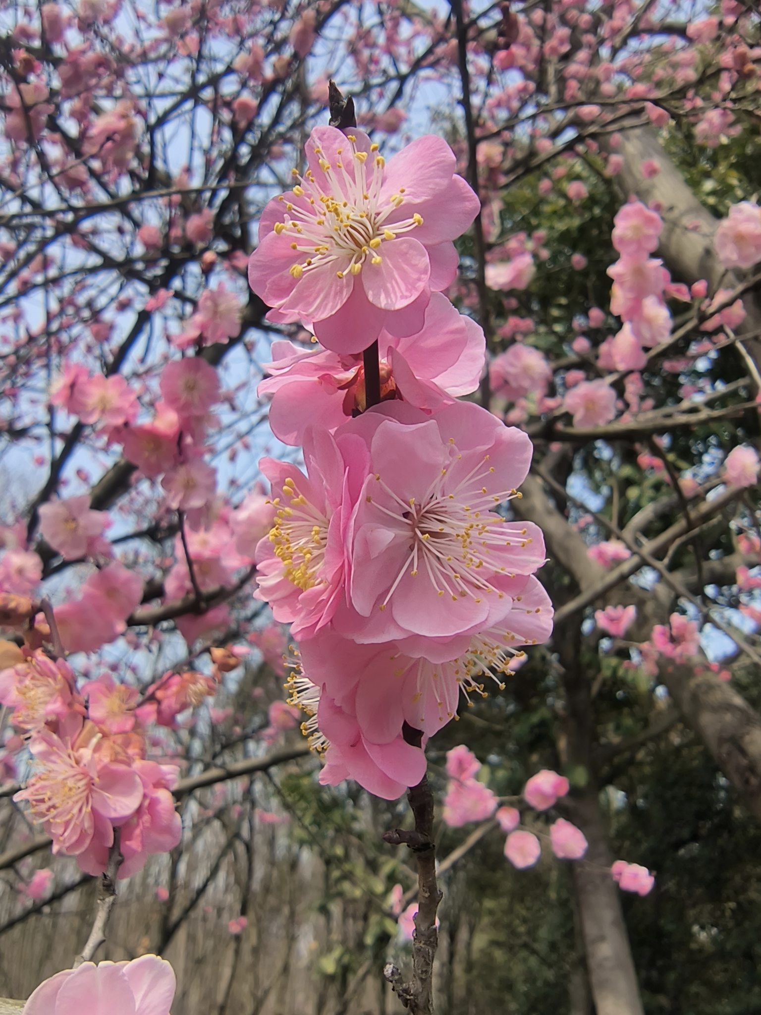 南京傅家边梅花门票图片