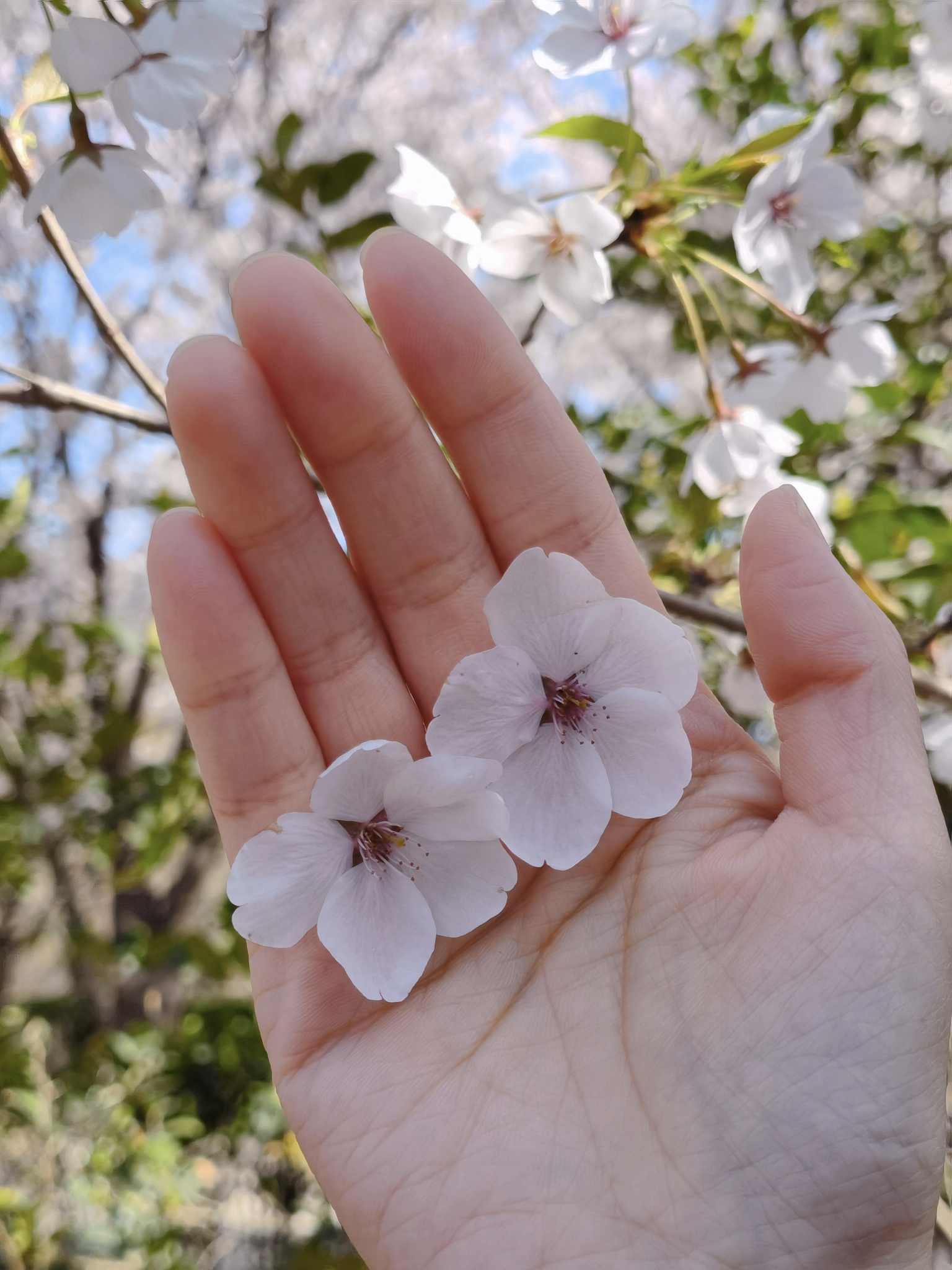 【青岛春日暴走日志】四天三夜：💨吹成海带的我们，与樱花撞个满怀🌸插图187
