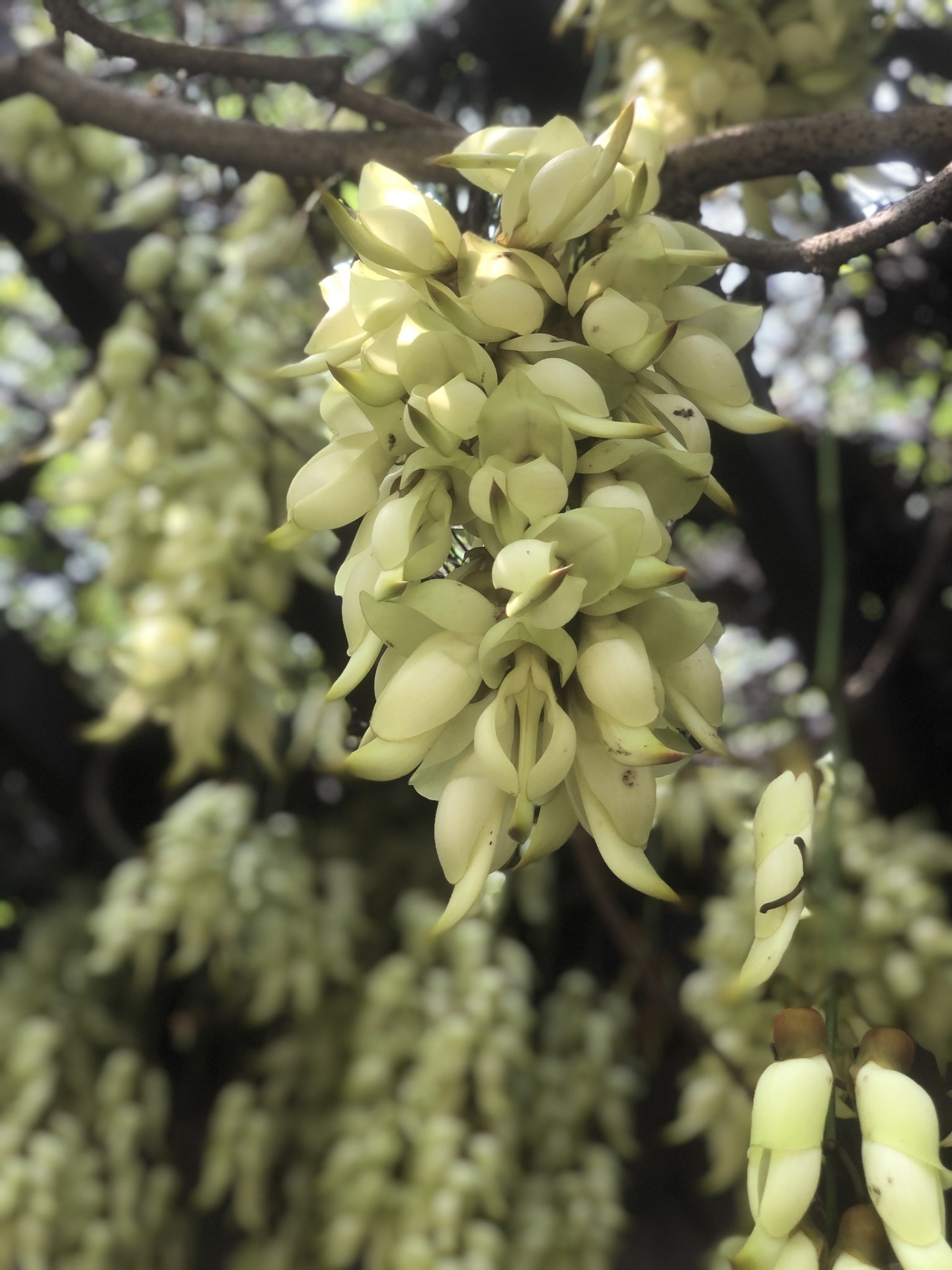 花都梯面油菜花节18公里徒步,广州自助游攻略