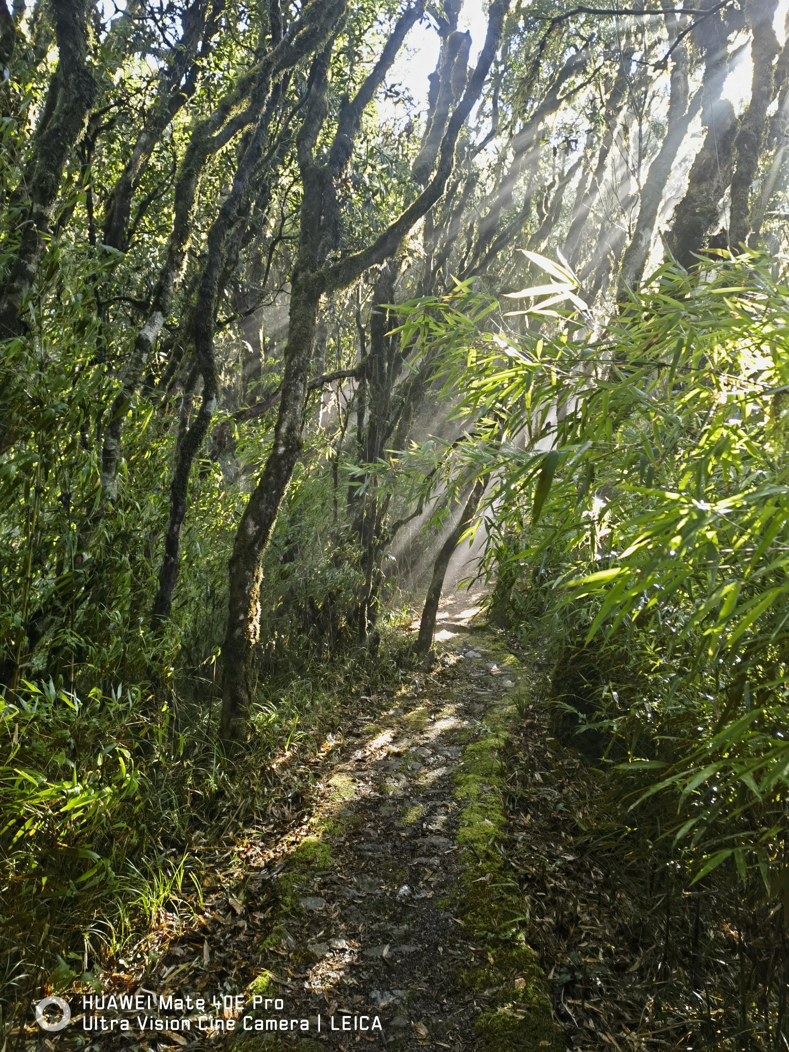 哀牢山杜鹃湖图片