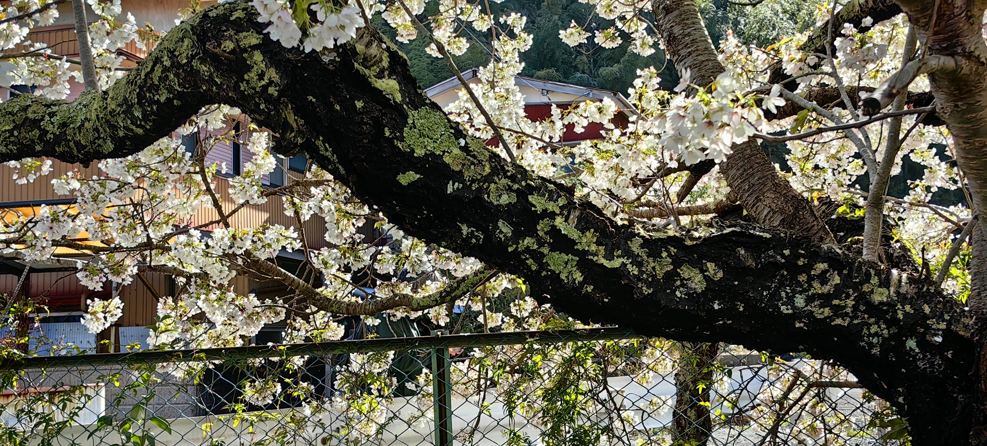 9刷日本①東京掠影→伊豆半島流淌的漫時光·河津