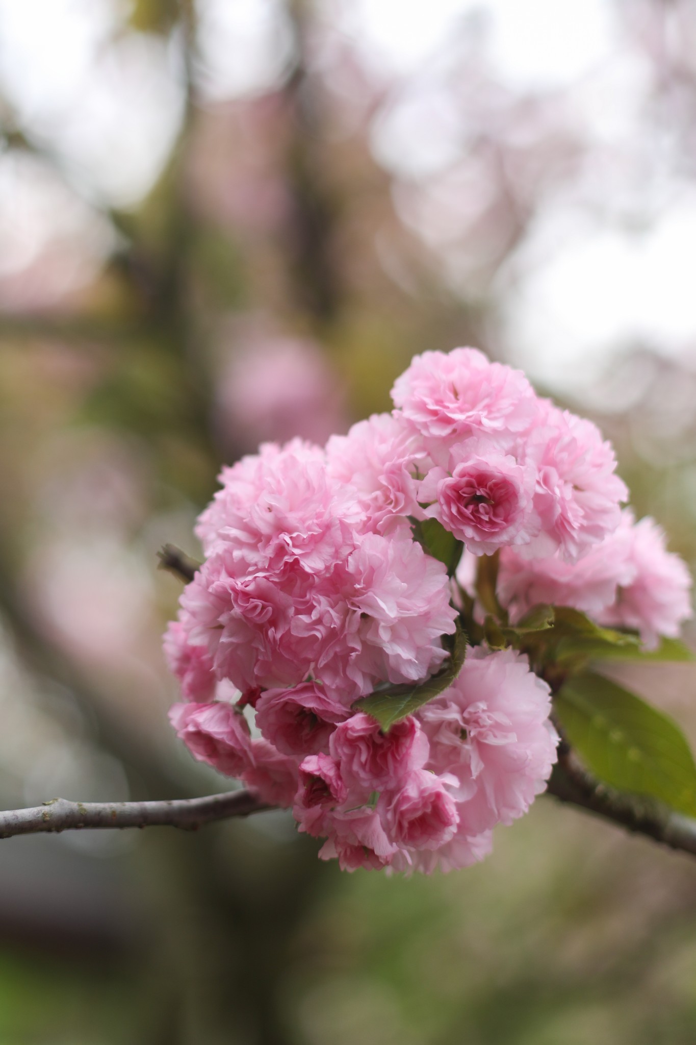 不负春光25小时直达在赣州赣县遇见十里樱花的春日浪漫