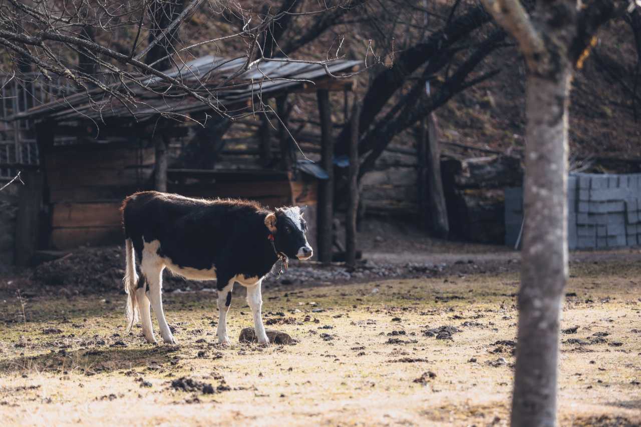 藏东杂记,林芝自助游攻略