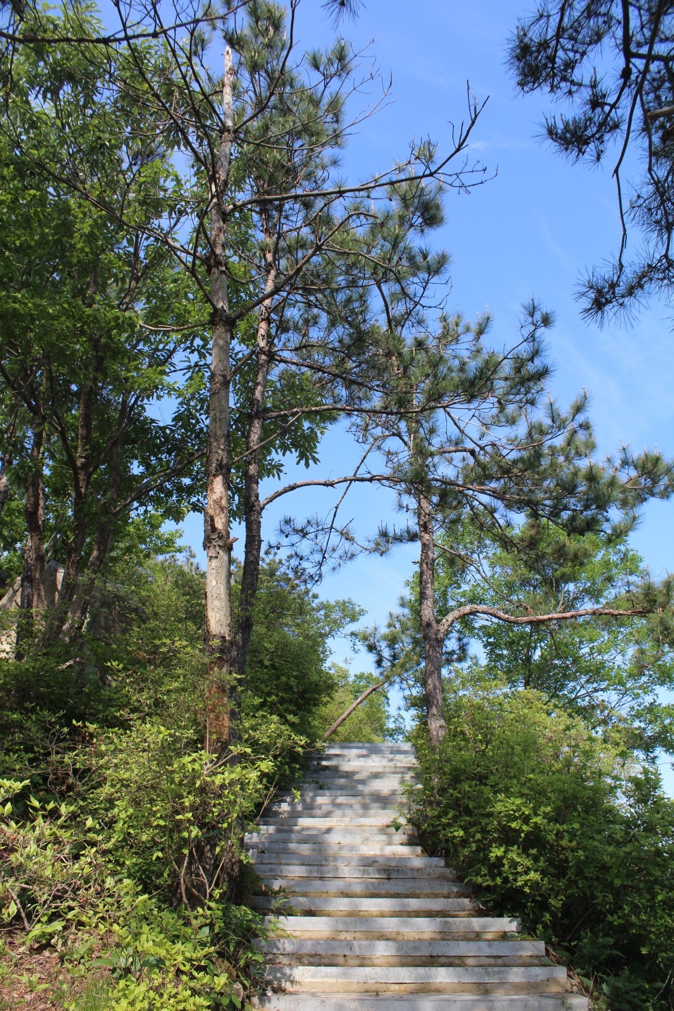 英山羊角尖山客游之一百五十七