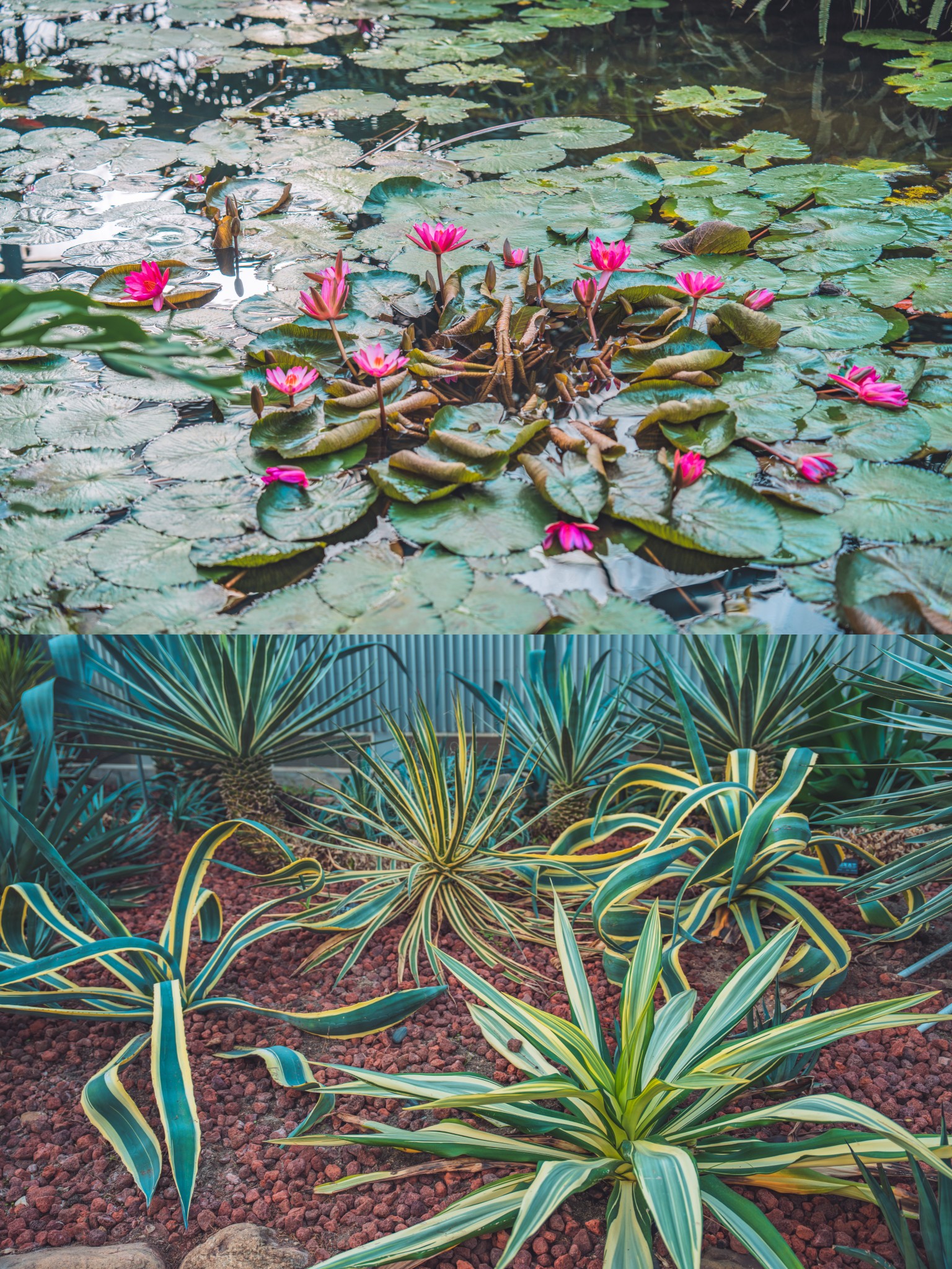 南京中山植物园南园图片