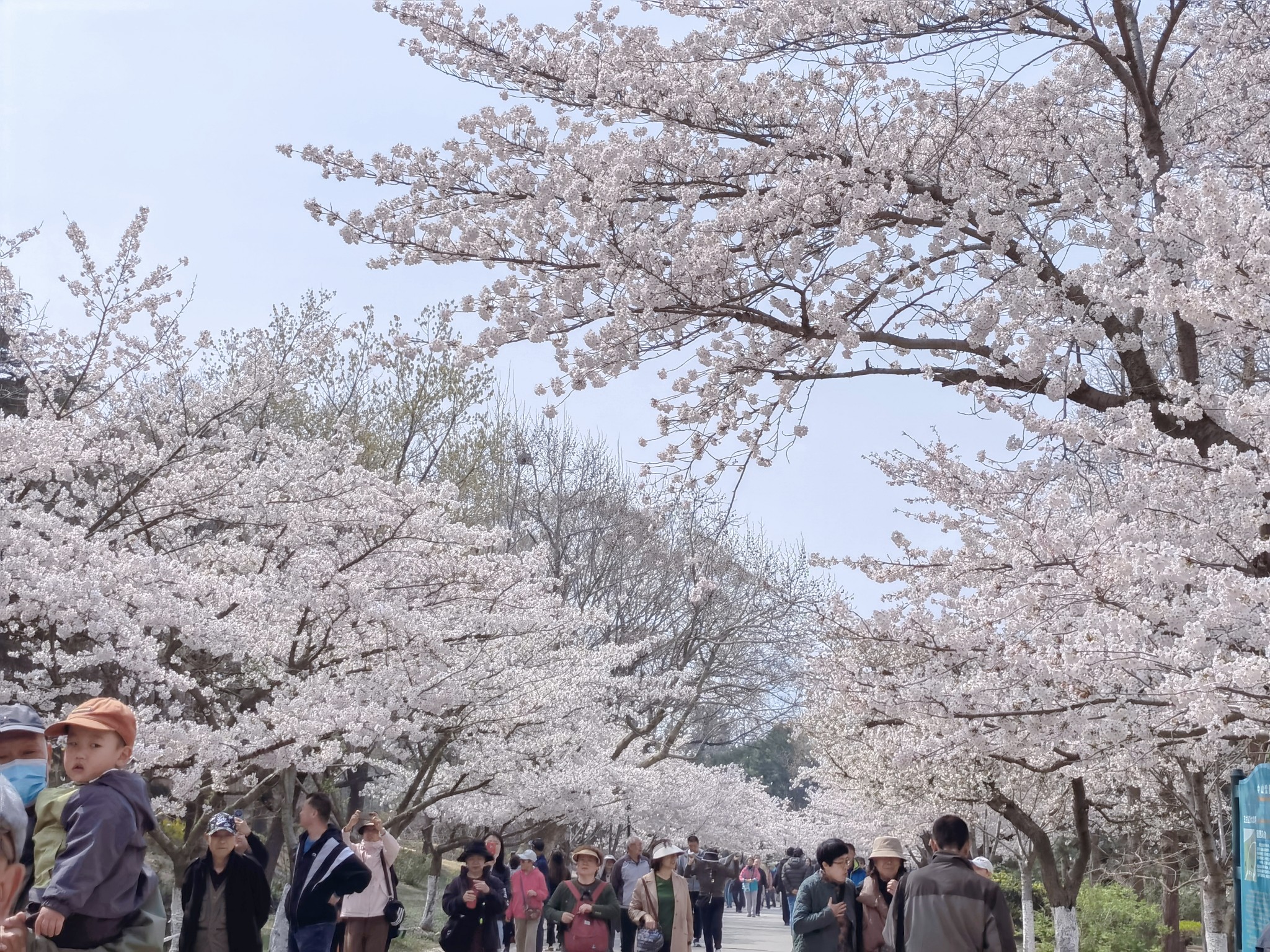 【青岛春日暴走日志】四天三夜：💨吹成海带的我们，与樱花撞个满怀🌸插图324