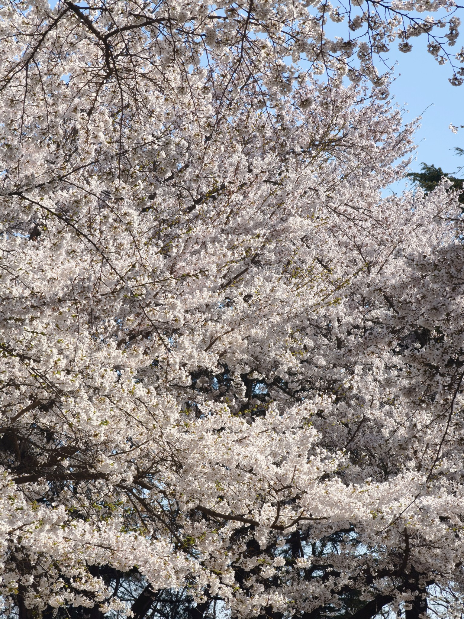 【青岛春日暴走日志】四天三夜：💨吹成海带的我们，与樱花撞个满怀🌸插图185